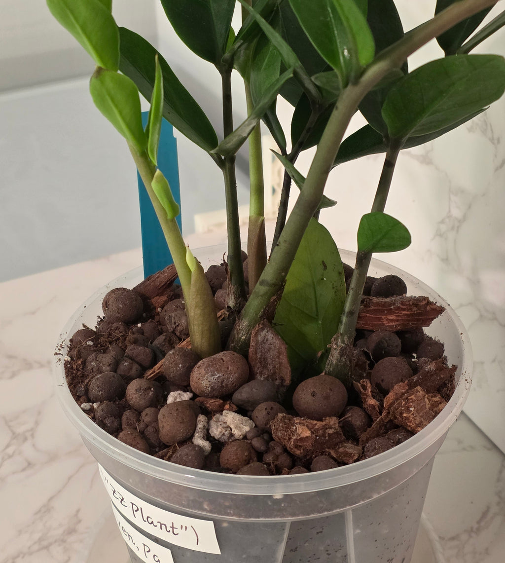 Green ZZ Plant (Zamioculcas zamiifolia)