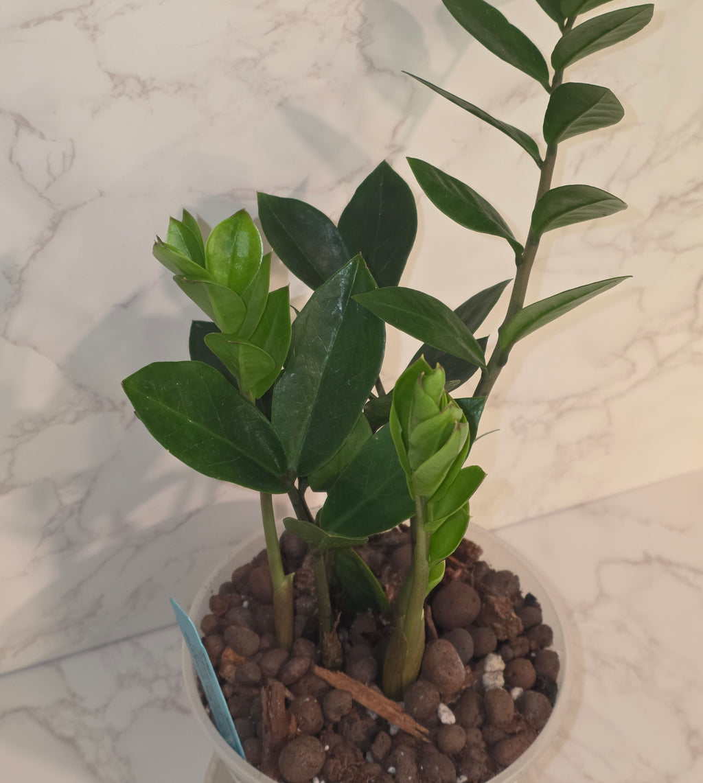 Green ZZ Plant (Zamioculcas zamiifolia)