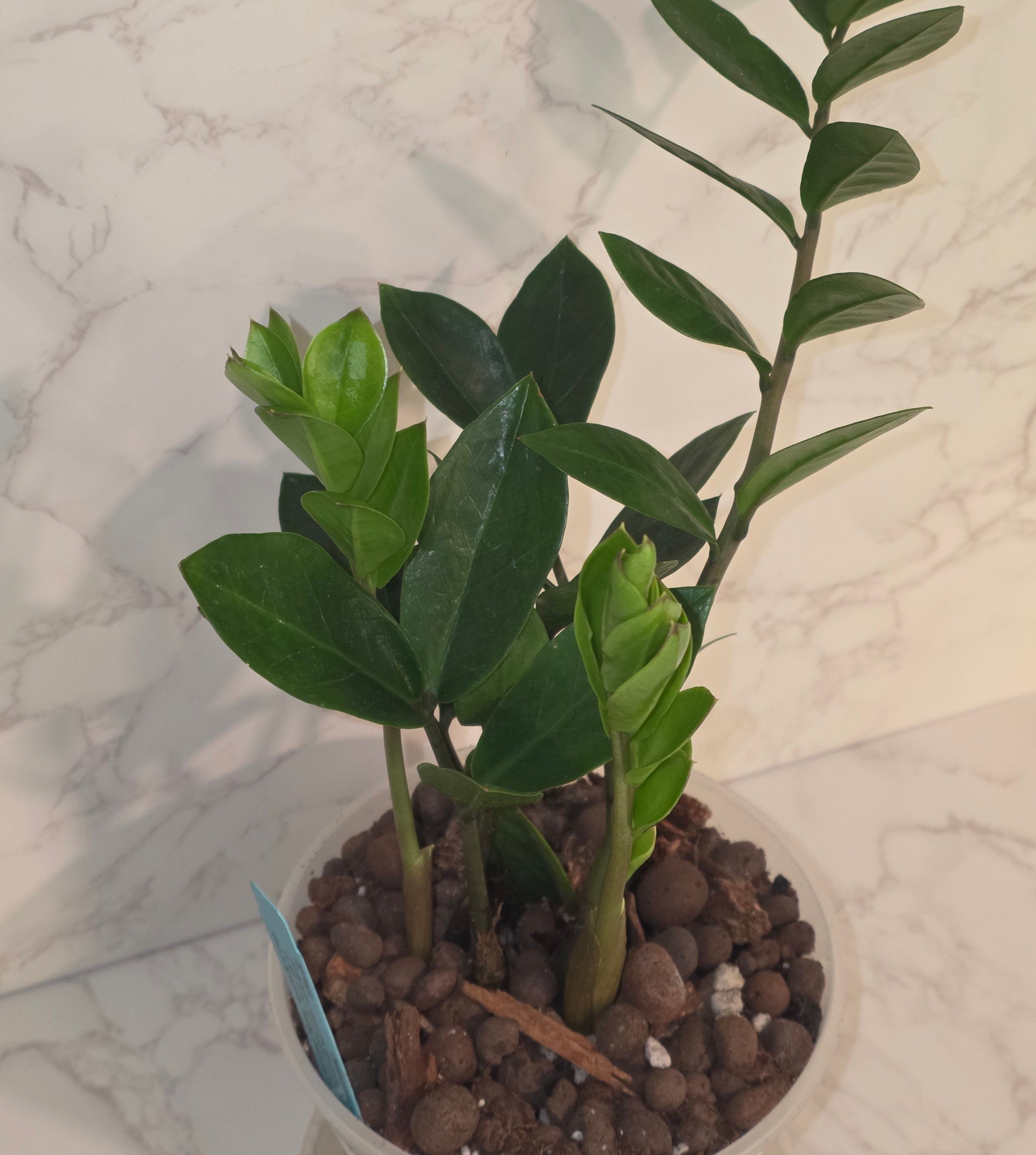 Green ZZ Plant (Zamioculcas zamiifolia)