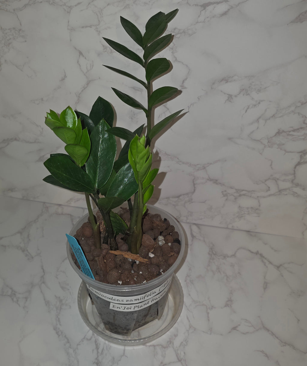 Green ZZ Plant (Zamioculcas zamiifolia)