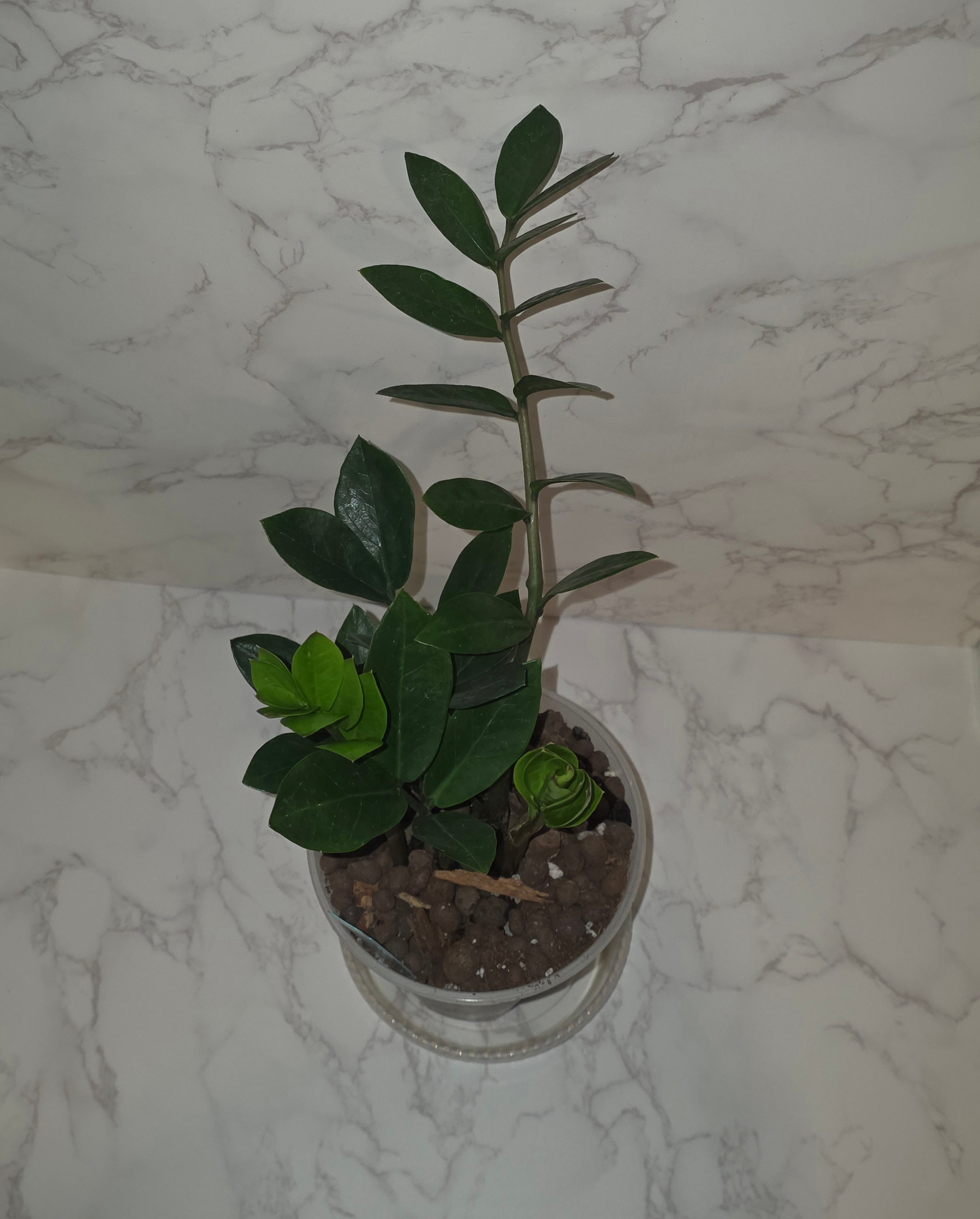 Green ZZ Plant (Zamioculcas zamiifolia)