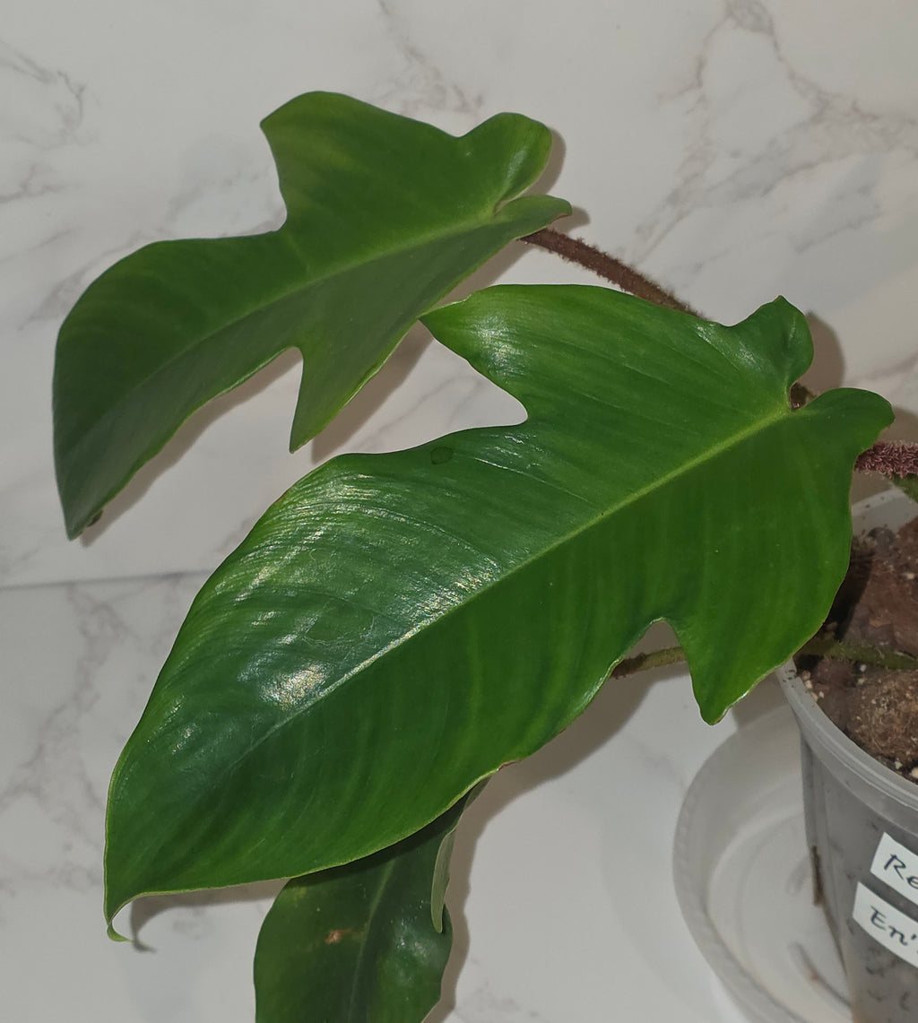Red Bristle Philodendron