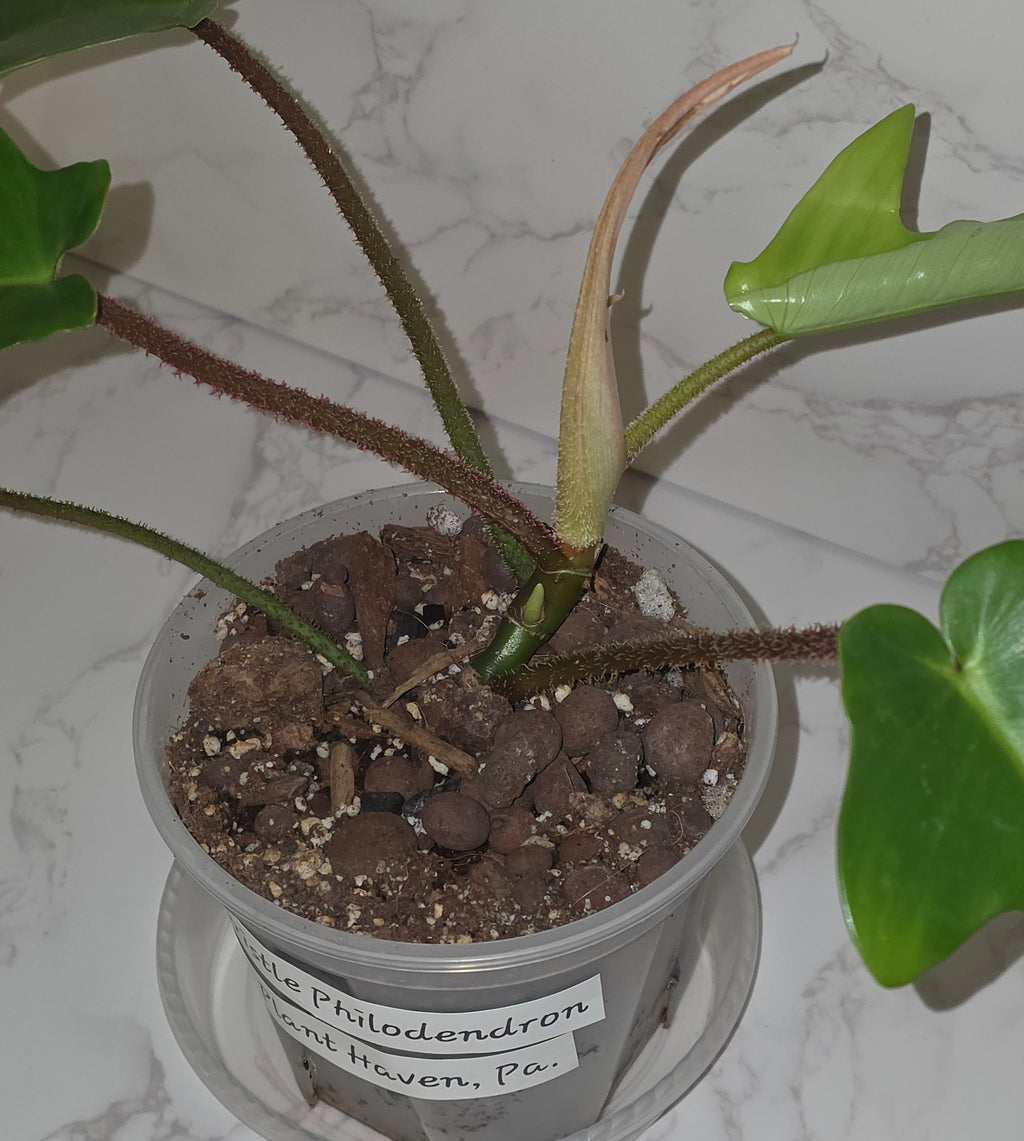 Red Bristle Philodendron