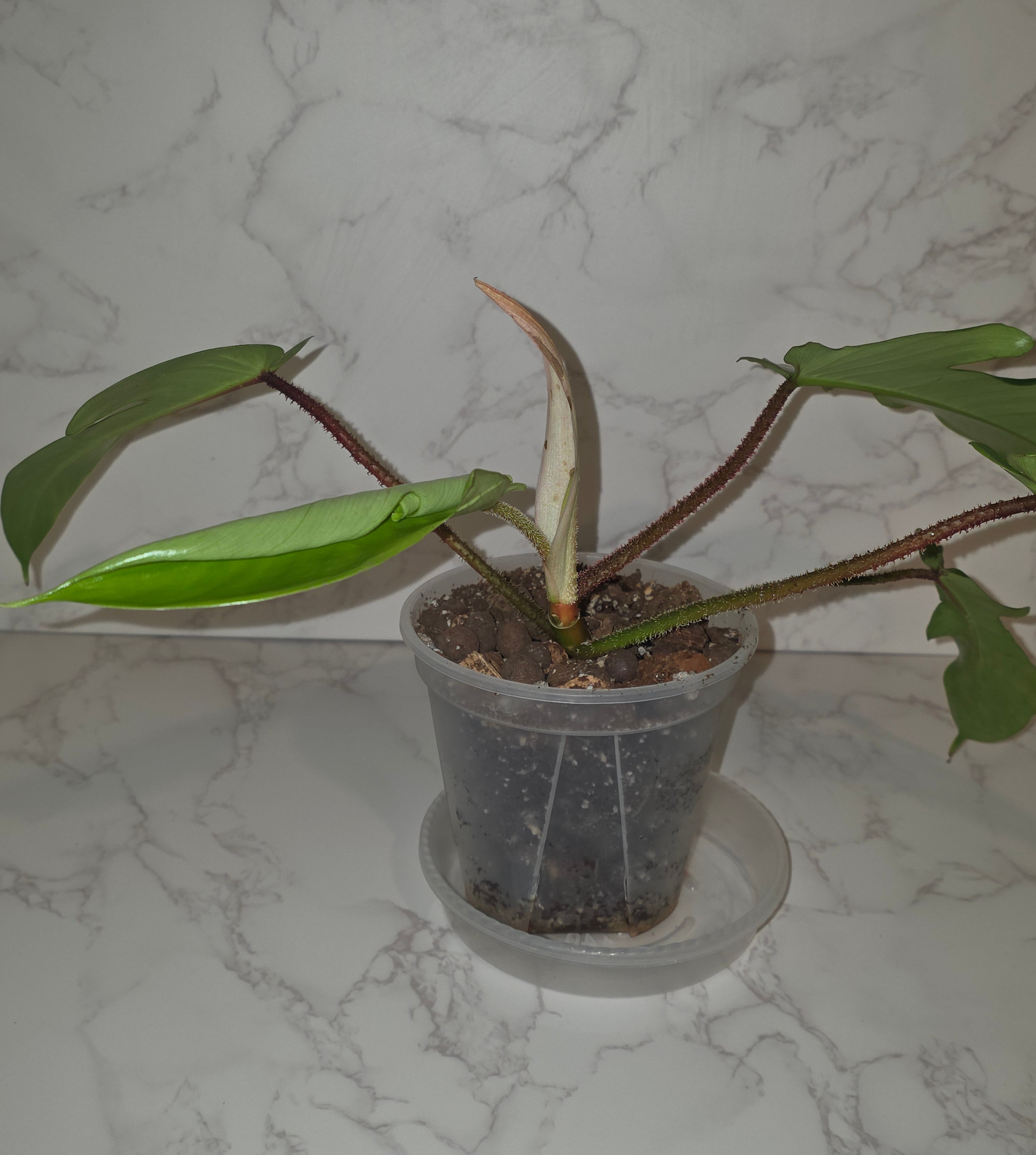 Red Bristle Philodendron