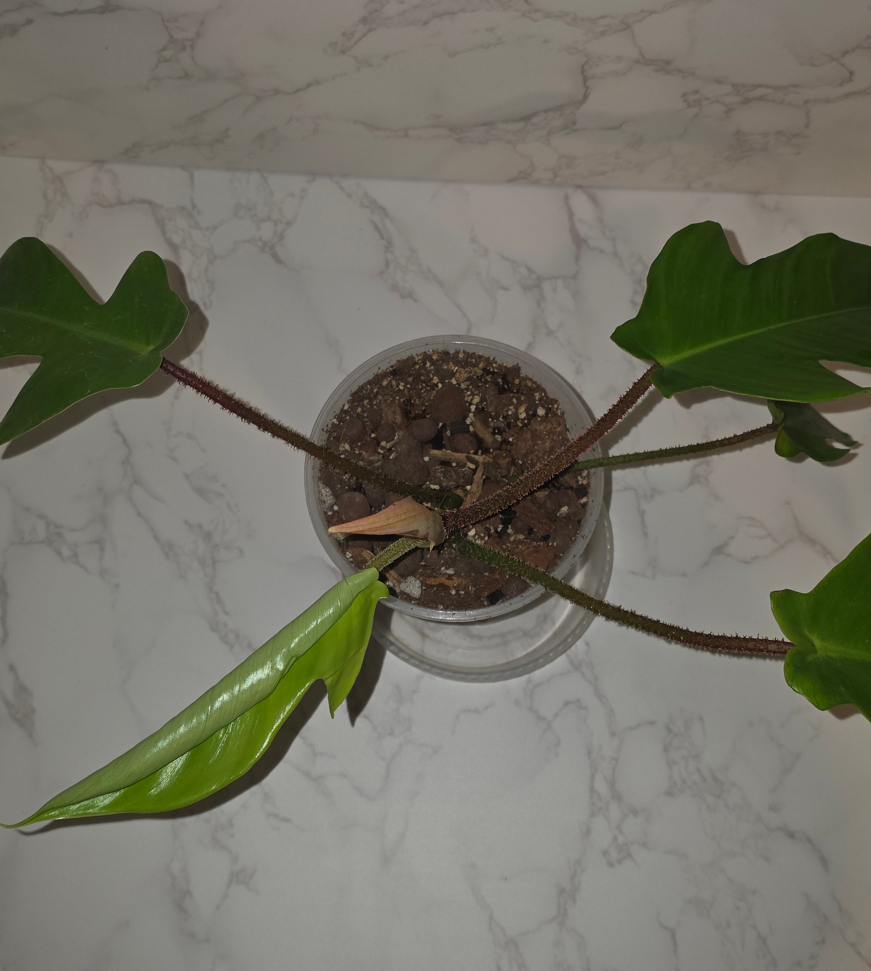 Red Bristle Philodendron