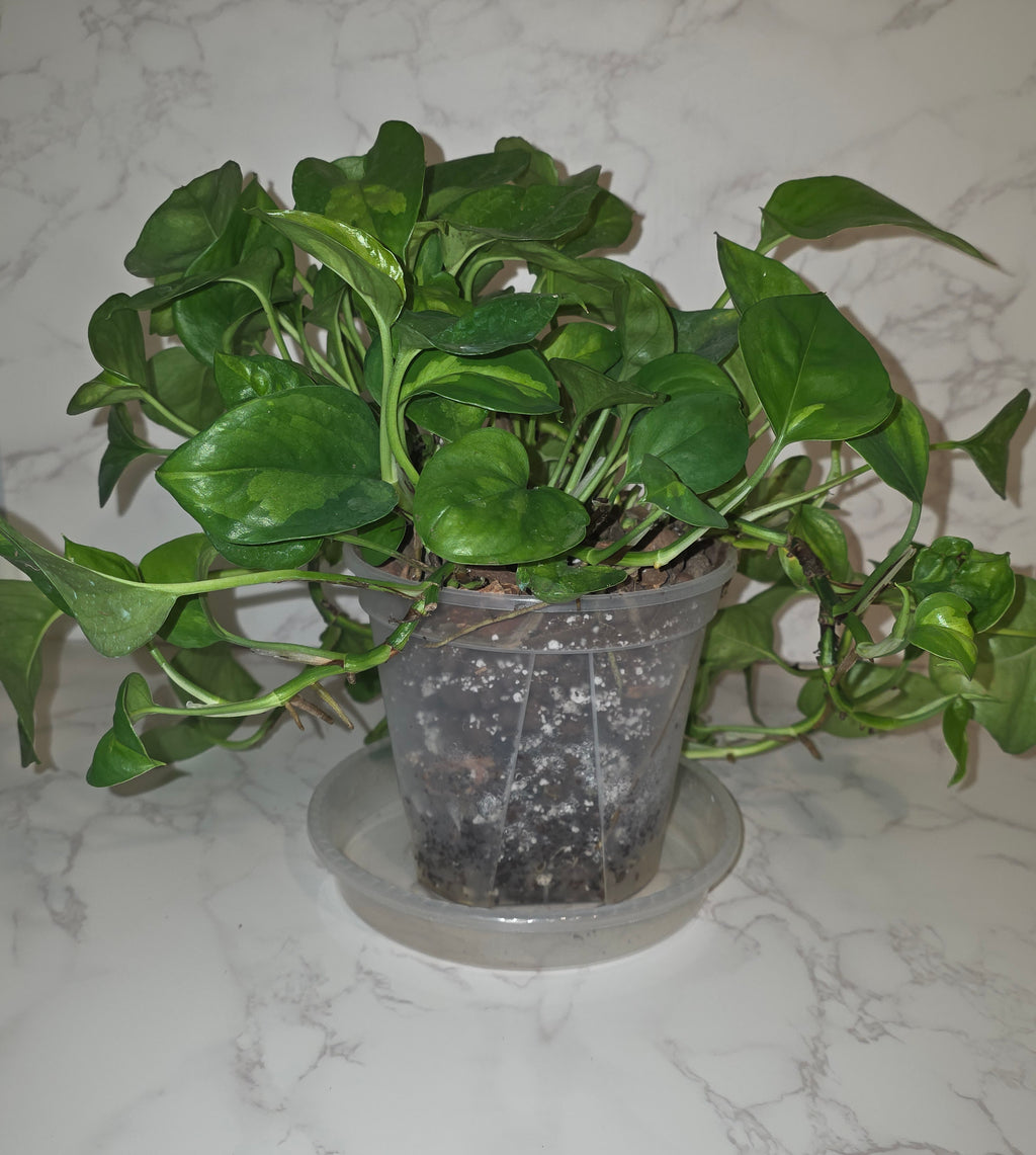 Global Green Pothos (Epipremnum ‘Global Green’)