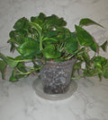Global Green Pothos (Epipremnum ‘Global Green’)