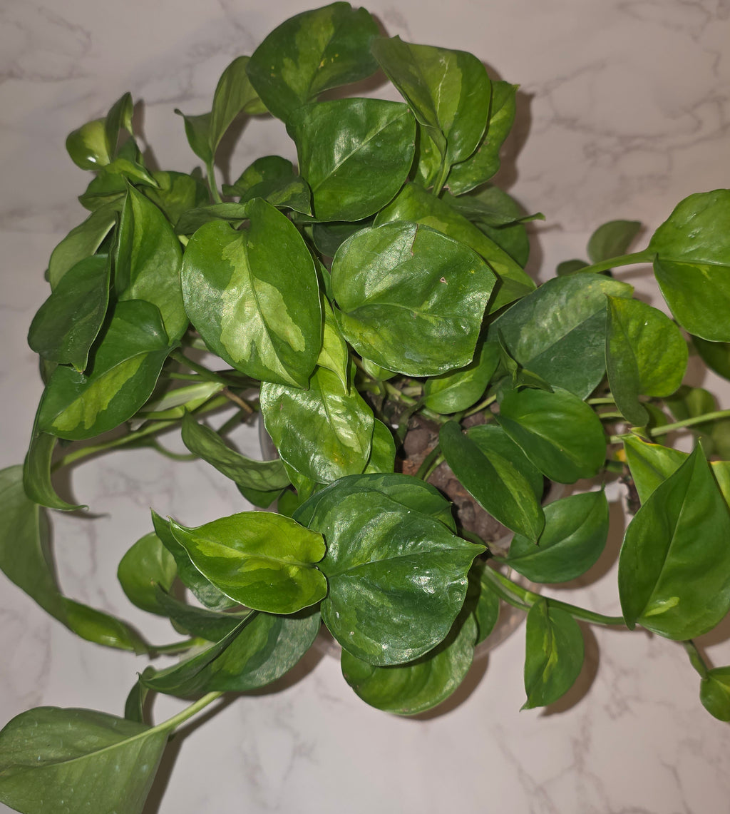 Global Green Pothos (Epipremnum ‘Global Green’)