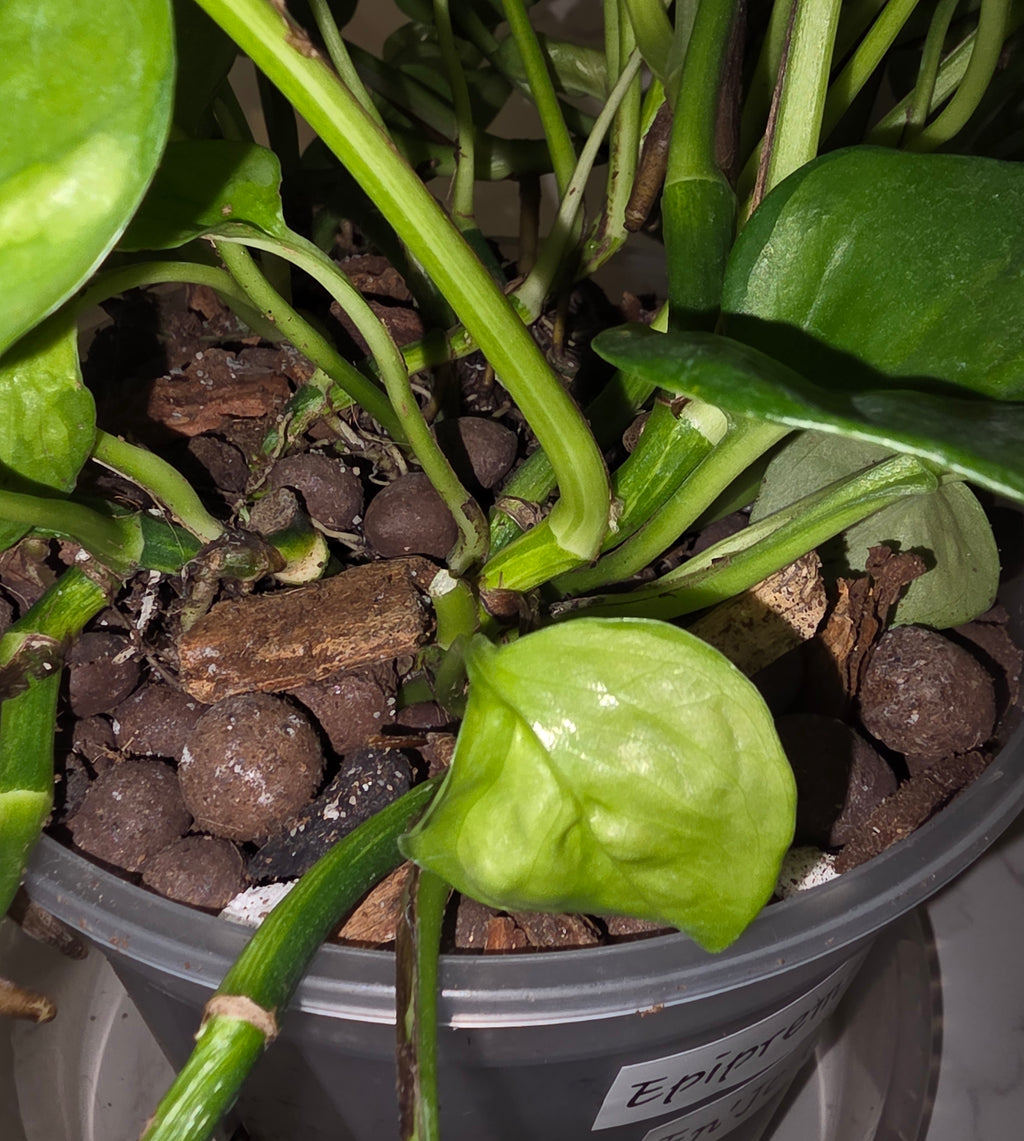 Global Green Pothos (Epipremnum ‘Global Green’)