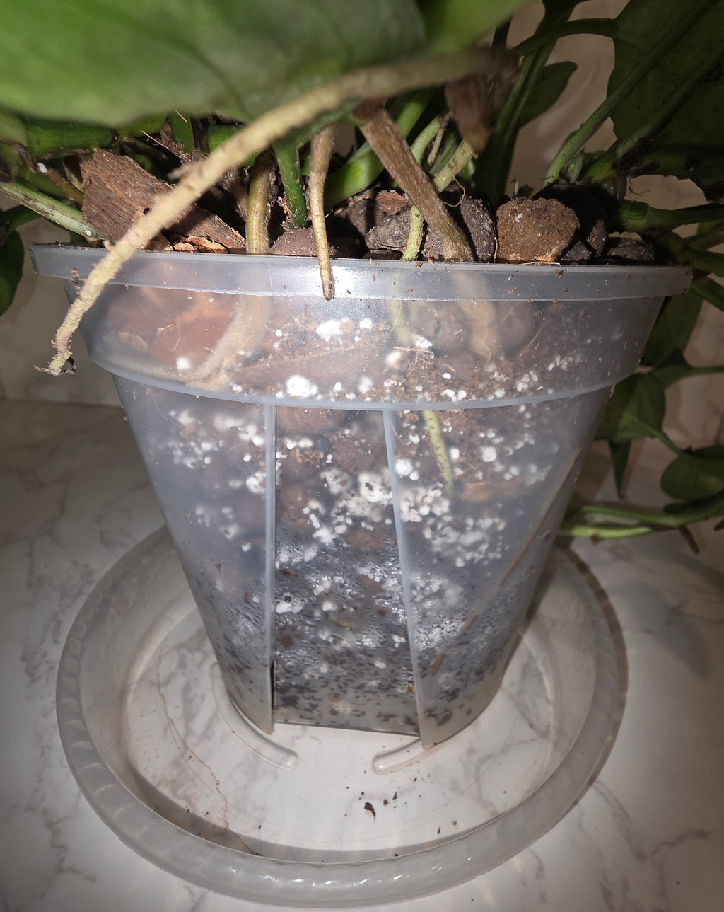 Global Green Pothos (Epipremnum ‘Global Green’)