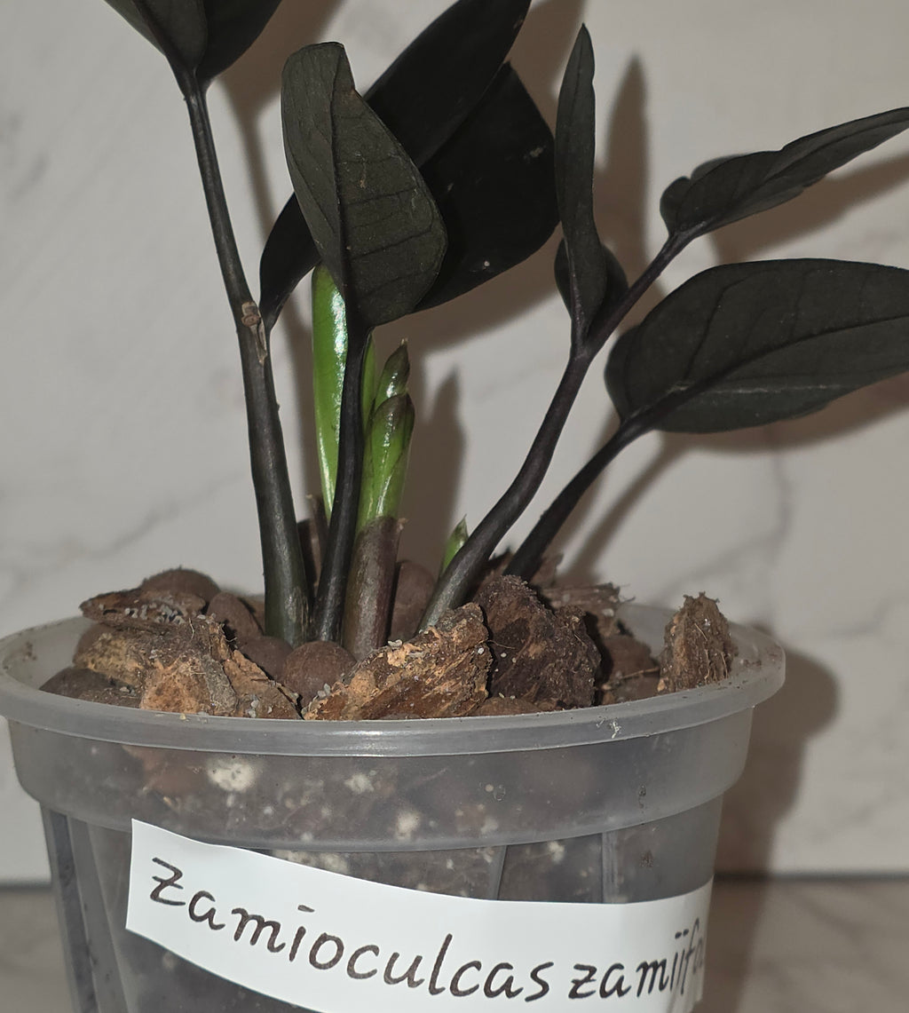 The Raven ZZ (Zamioculcas zamiifolia 'Dowon')