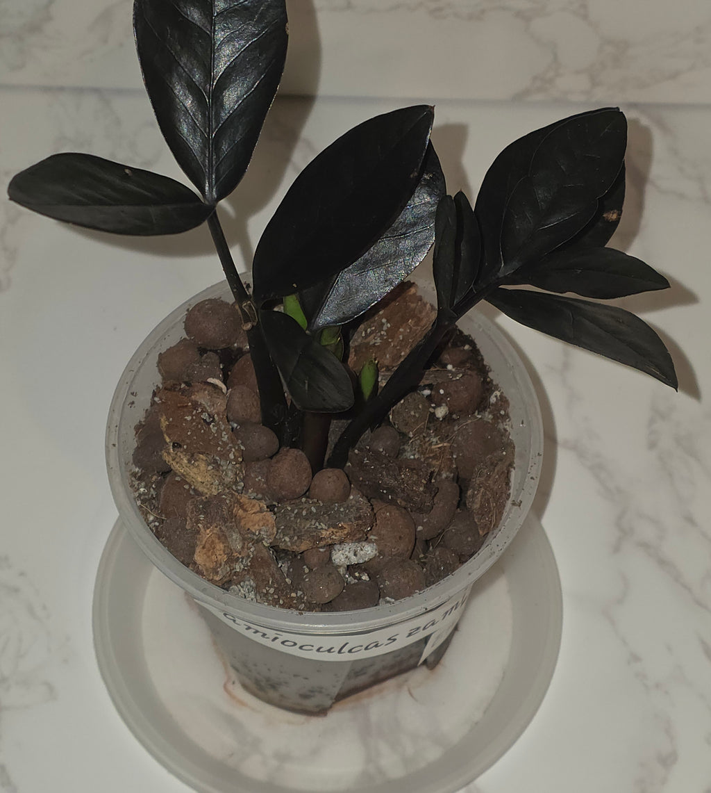 The Raven ZZ (Zamioculcas zamiifolia 'Dowon')