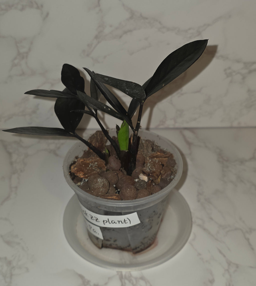 The Raven ZZ (Zamioculcas zamiifolia 'Dowon')