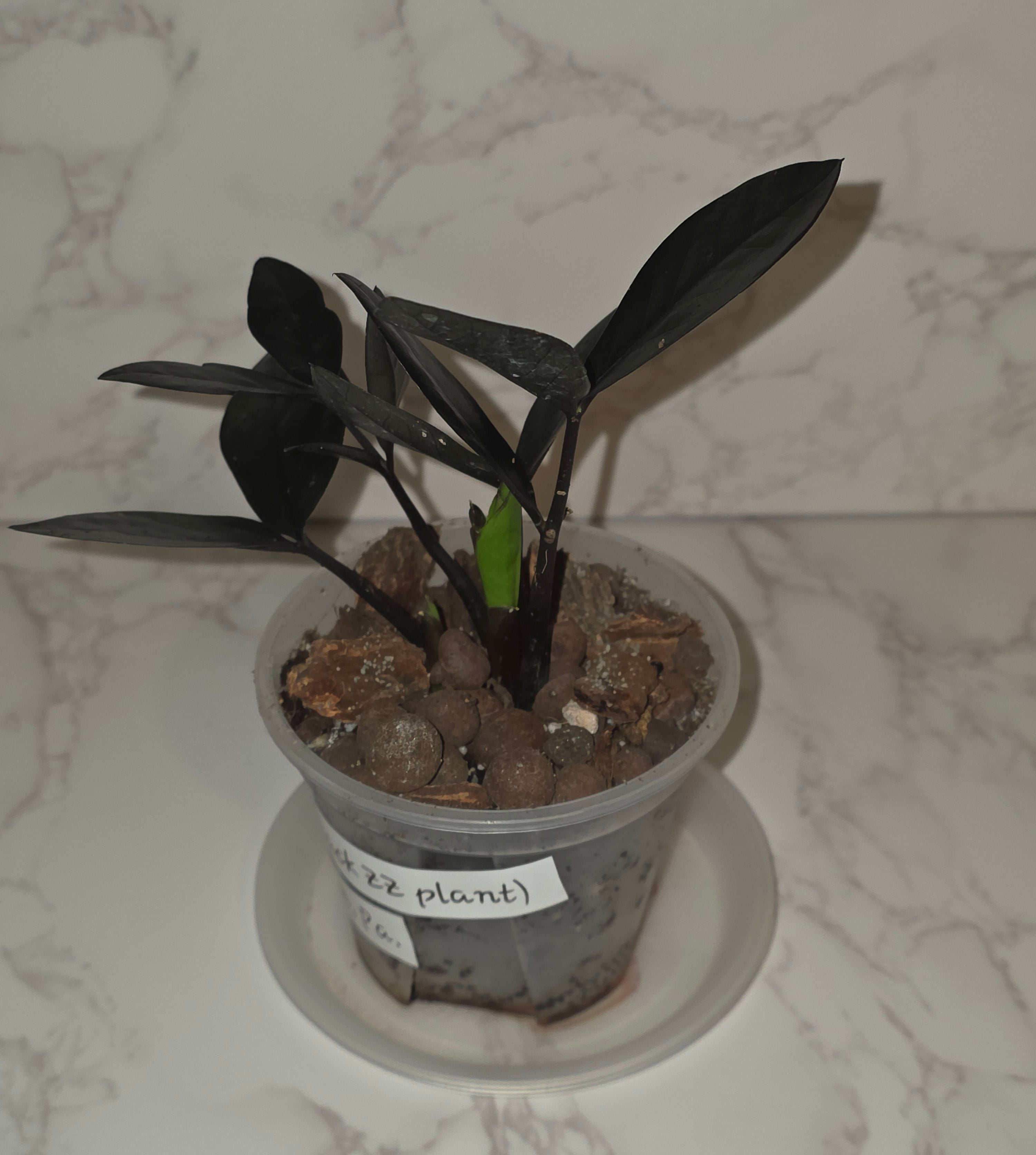 The Raven ZZ (Zamioculcas zamiifolia 'Dowon')