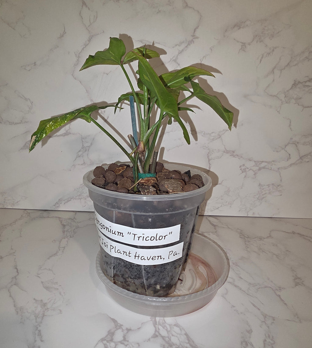 Syngonium Tricolor