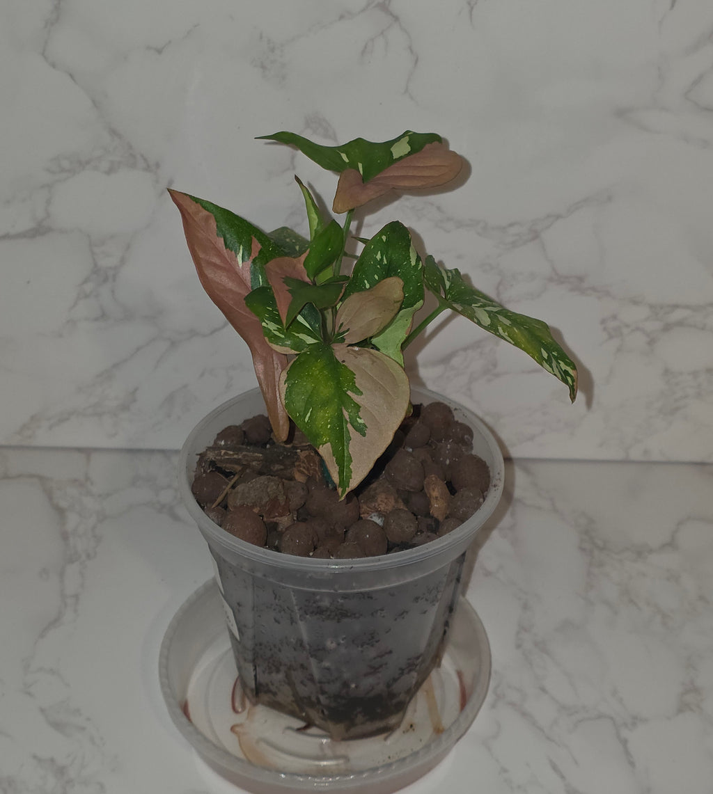 Syngonium Tricolor