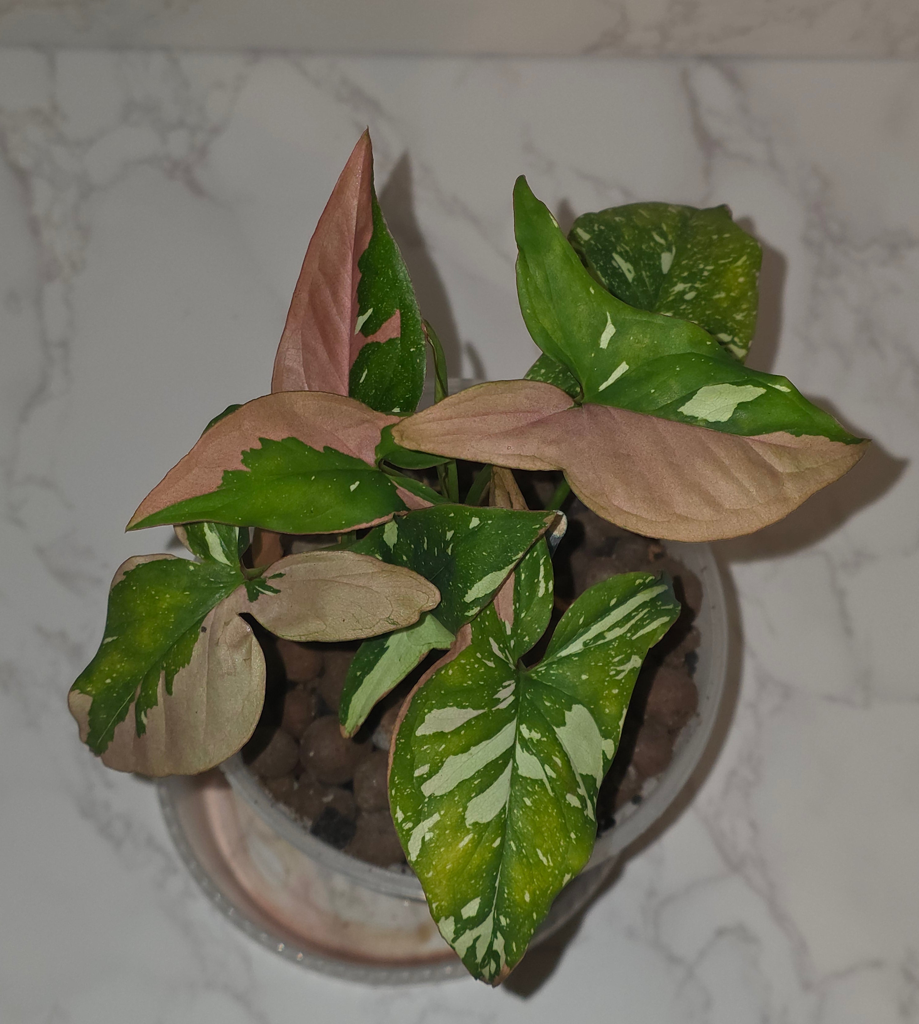 Syngonium Tricolor