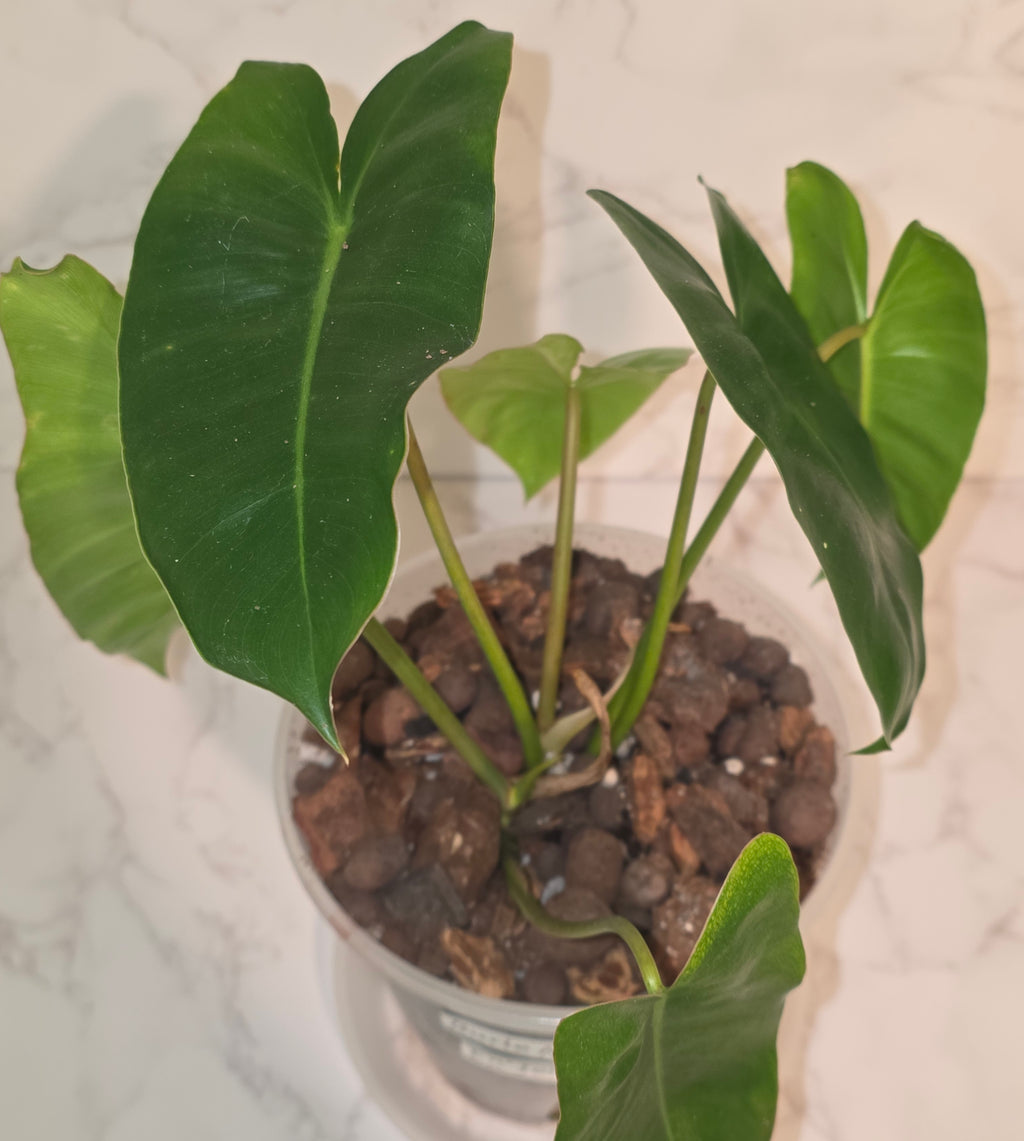 Burle Marx Philodendron