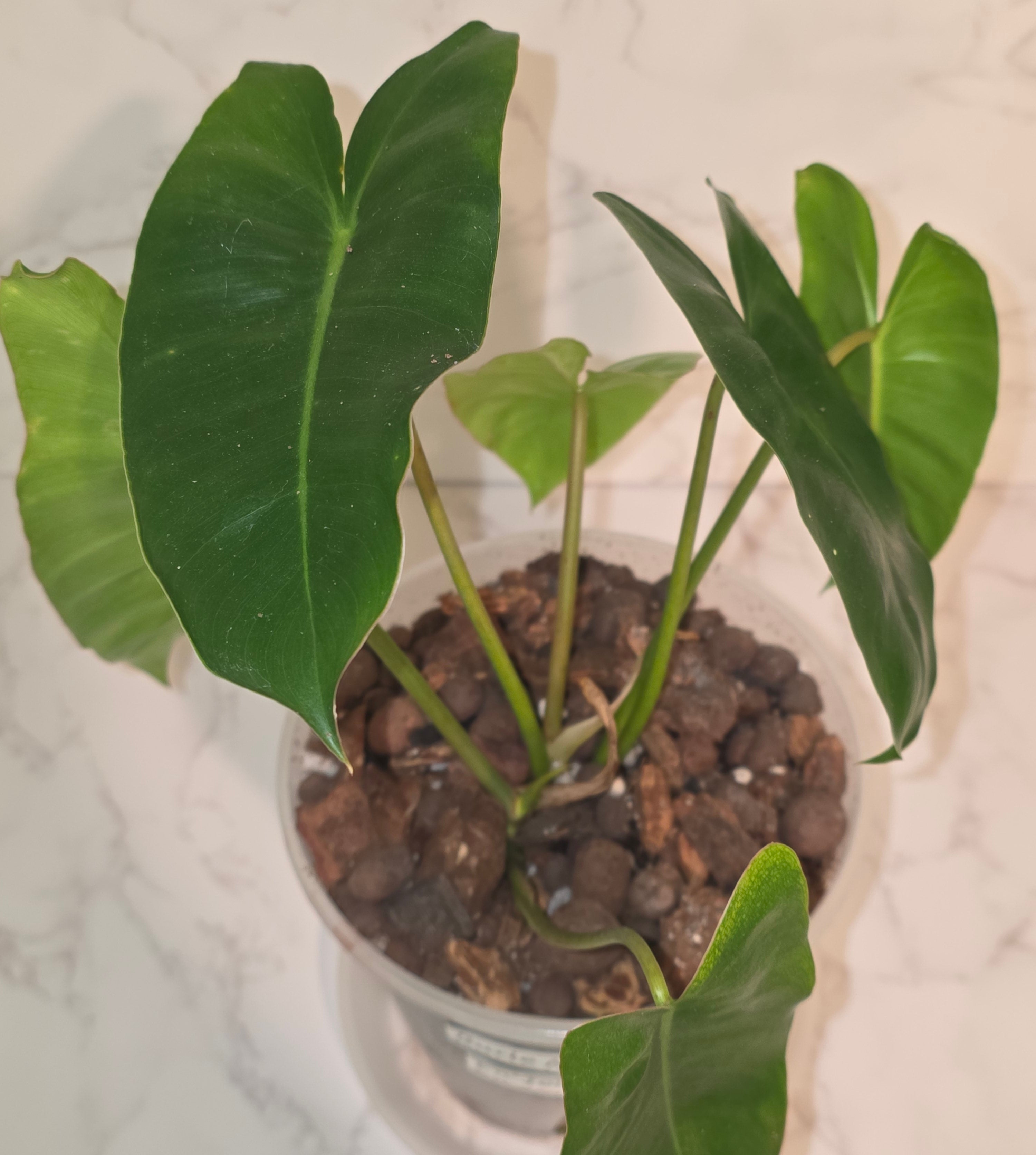 Burle Marx Philodendron