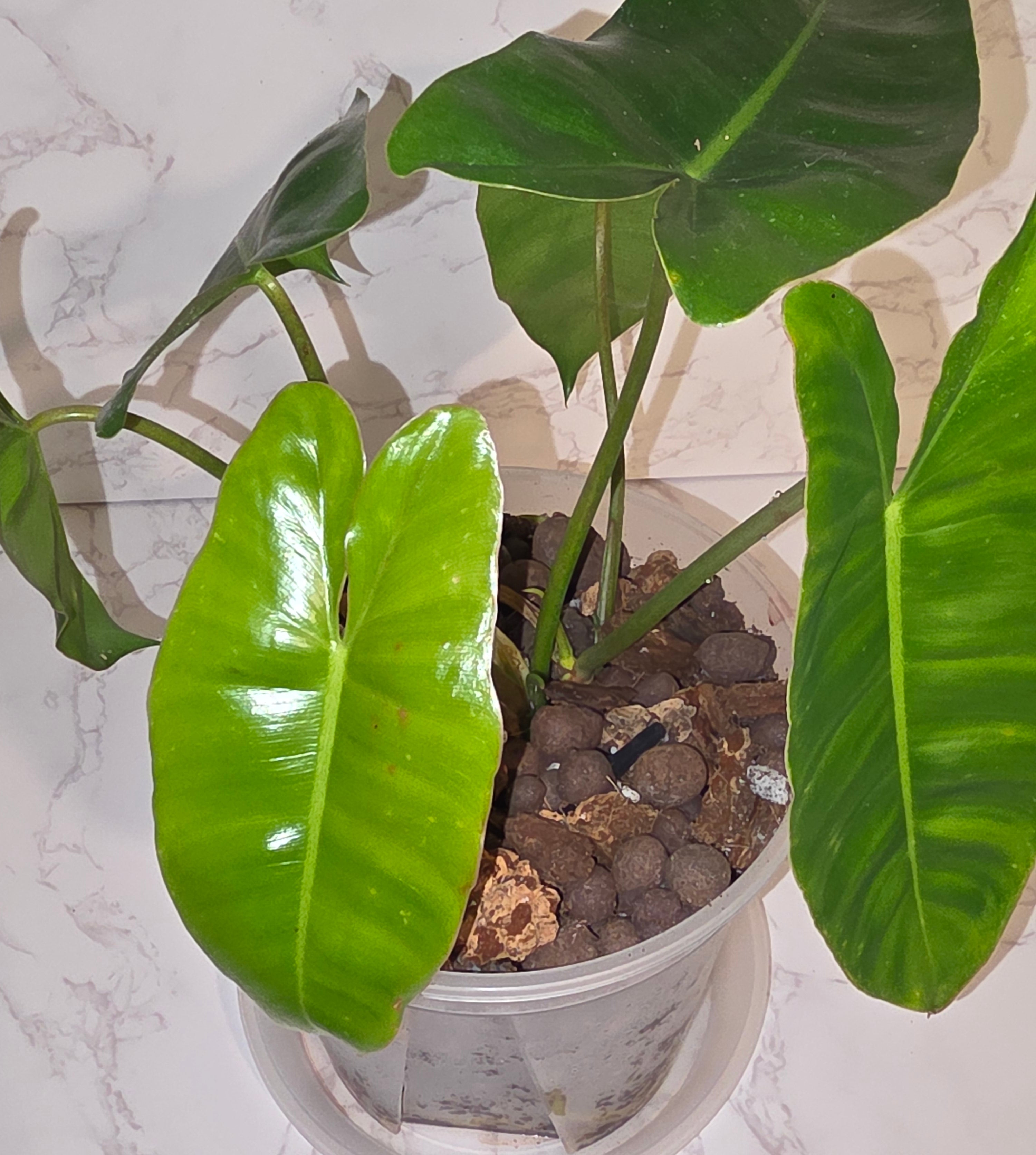 Burle Marx Philodendron