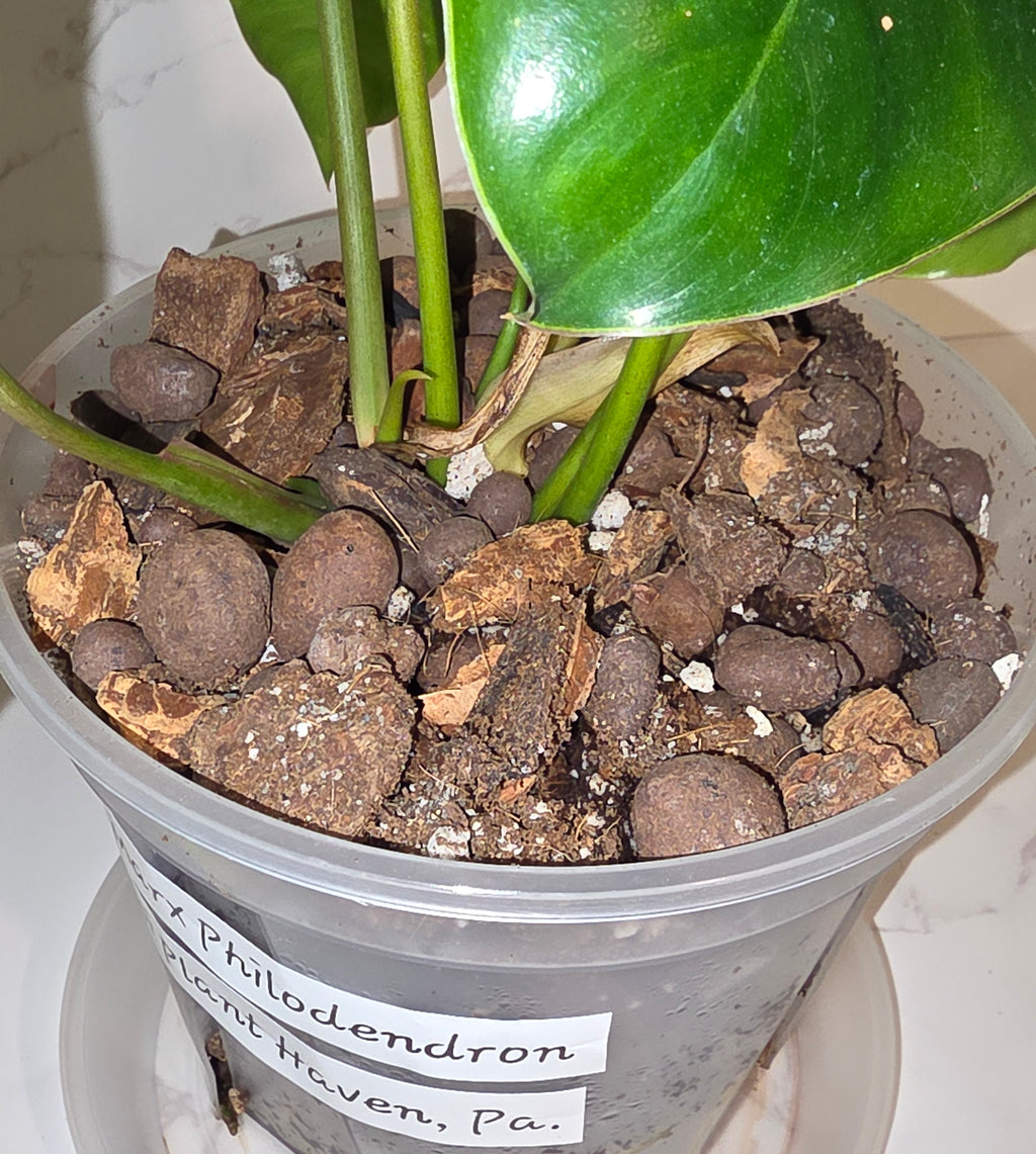 Burle Marx Philodendron