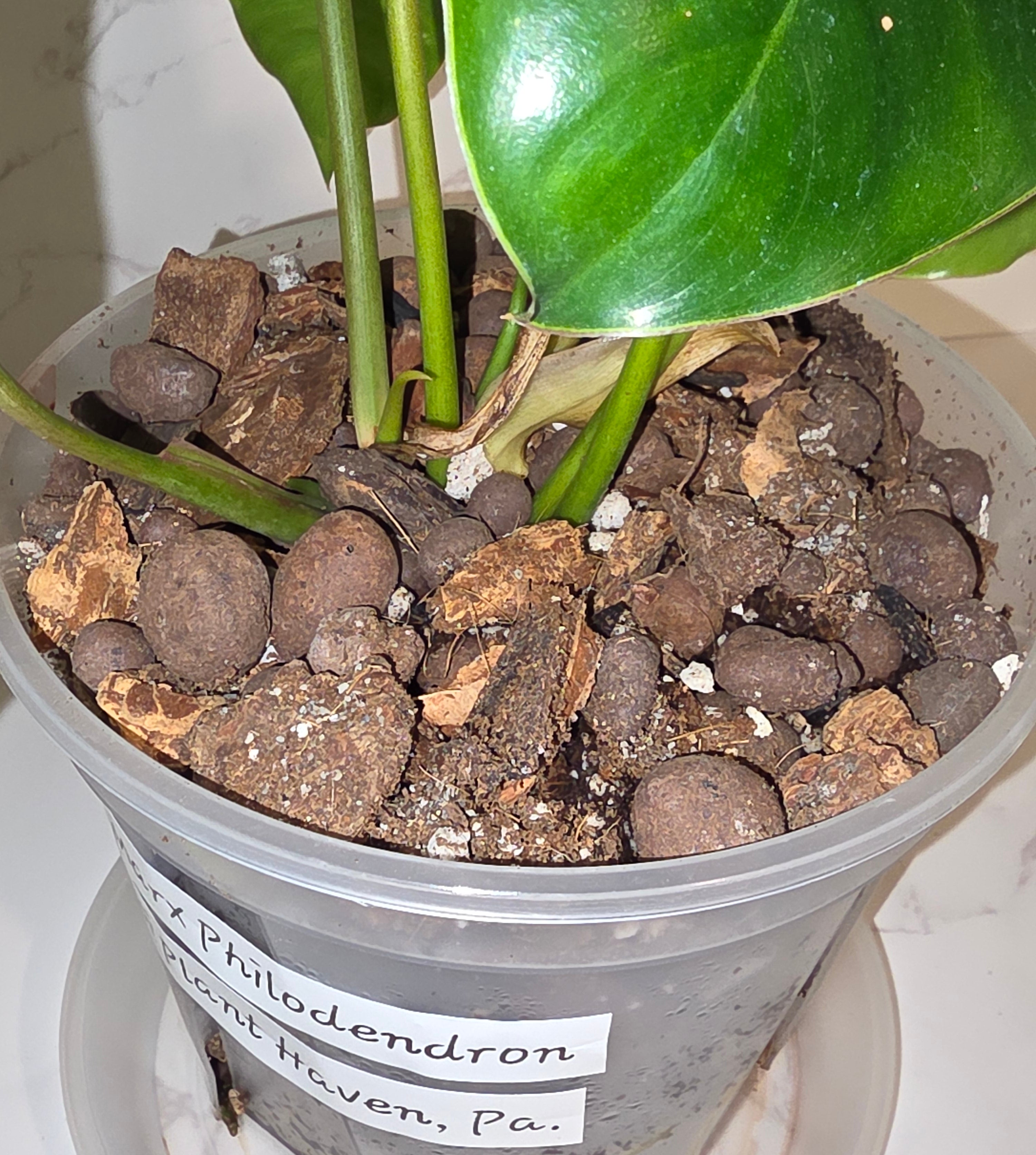 Burle Marx Philodendron