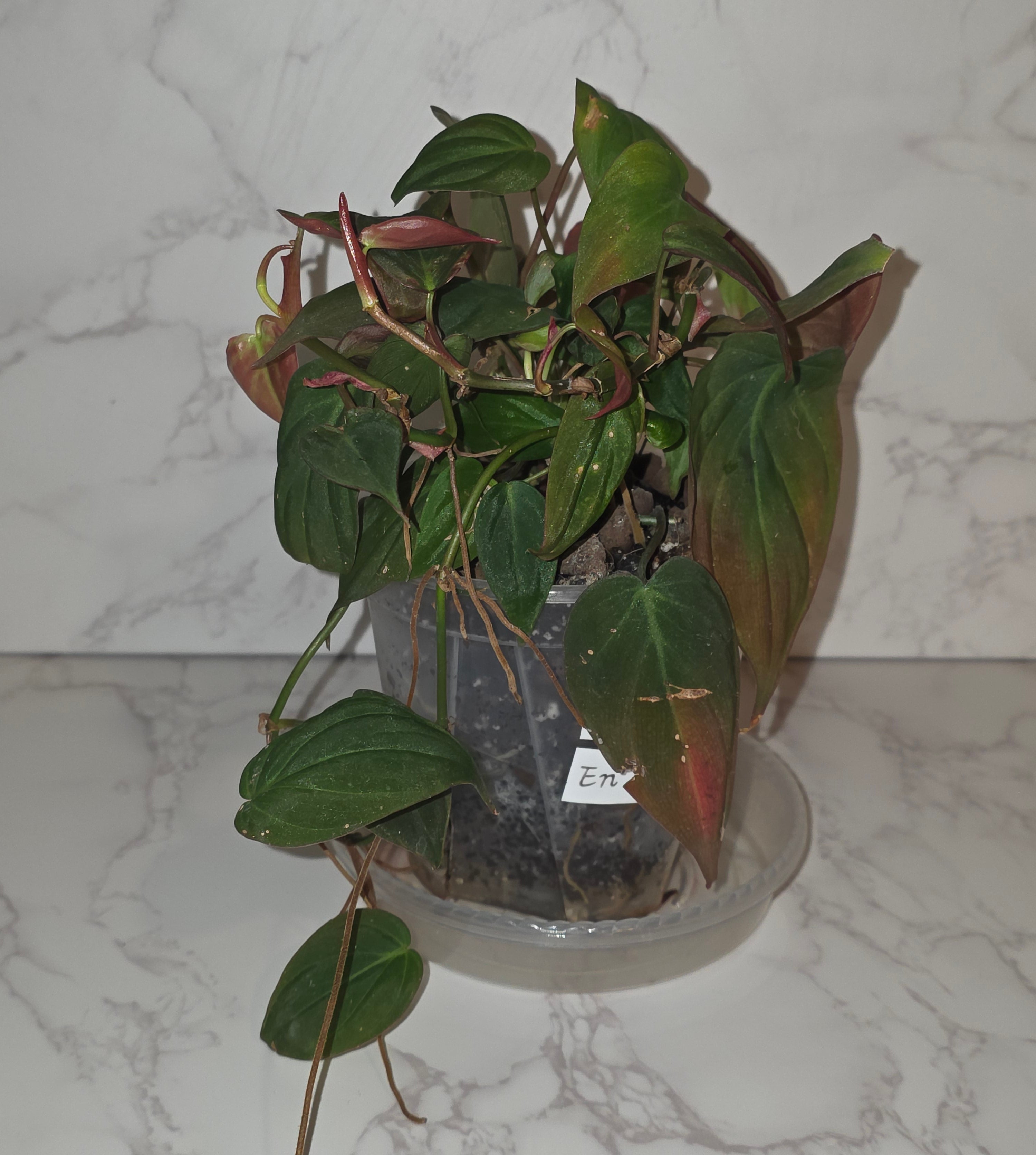 Philodendron Micans (velvet-leaf philodendron)