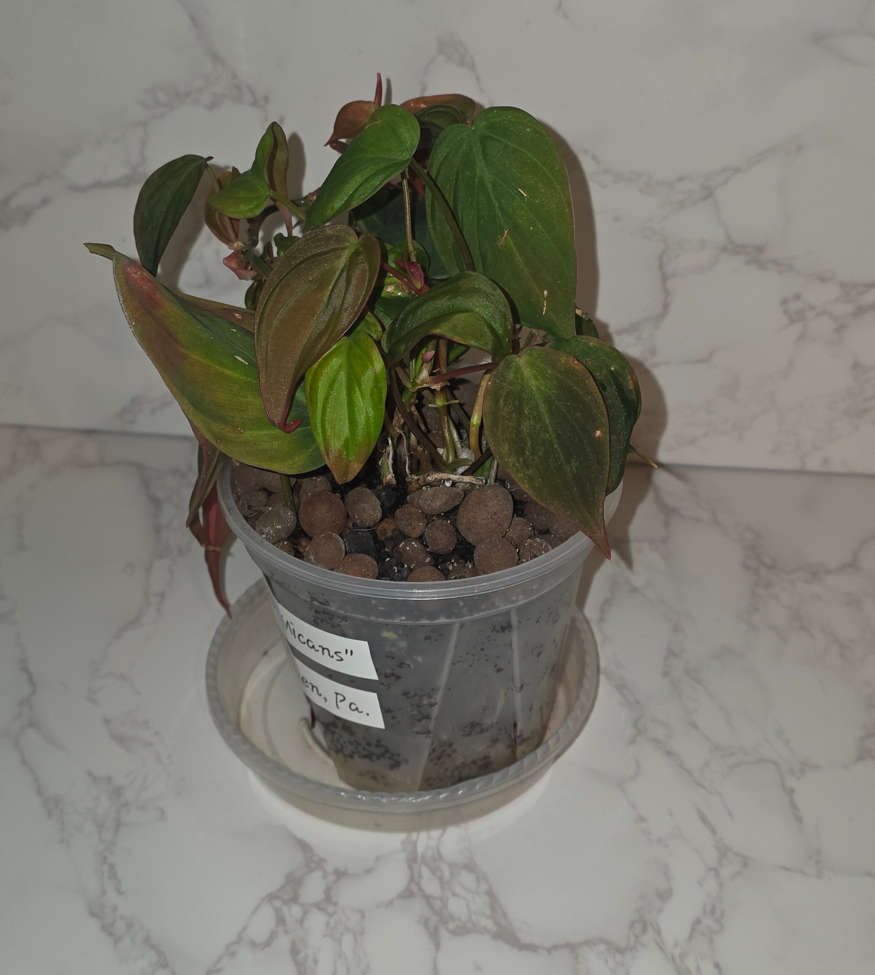 Philodendron Micans (velvet-leaf philodendron)