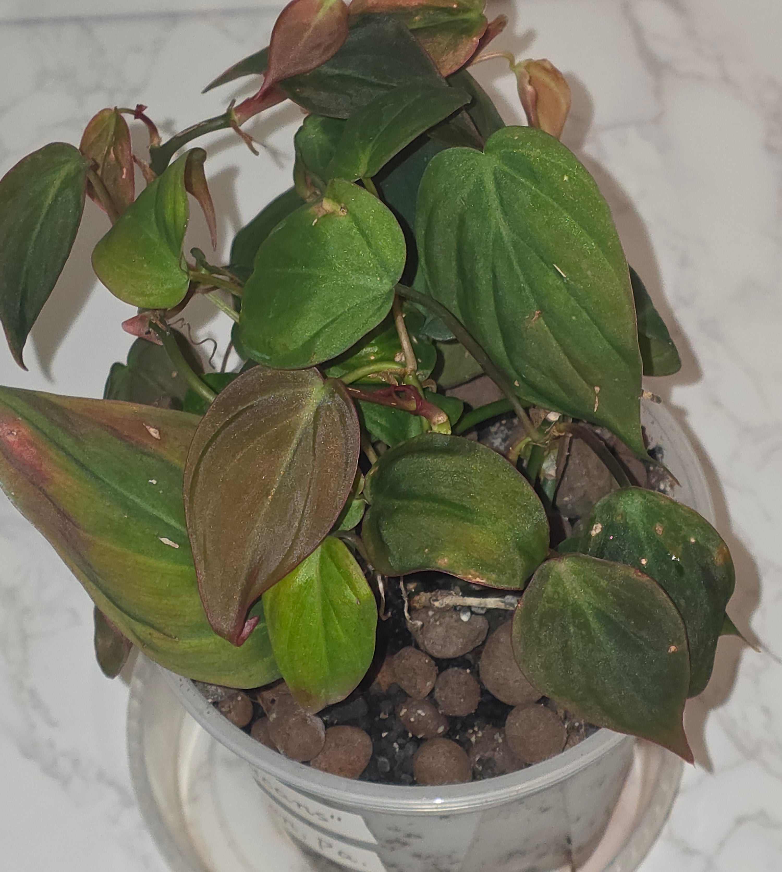 Philodendron Micans (velvet-leaf philodendron)
