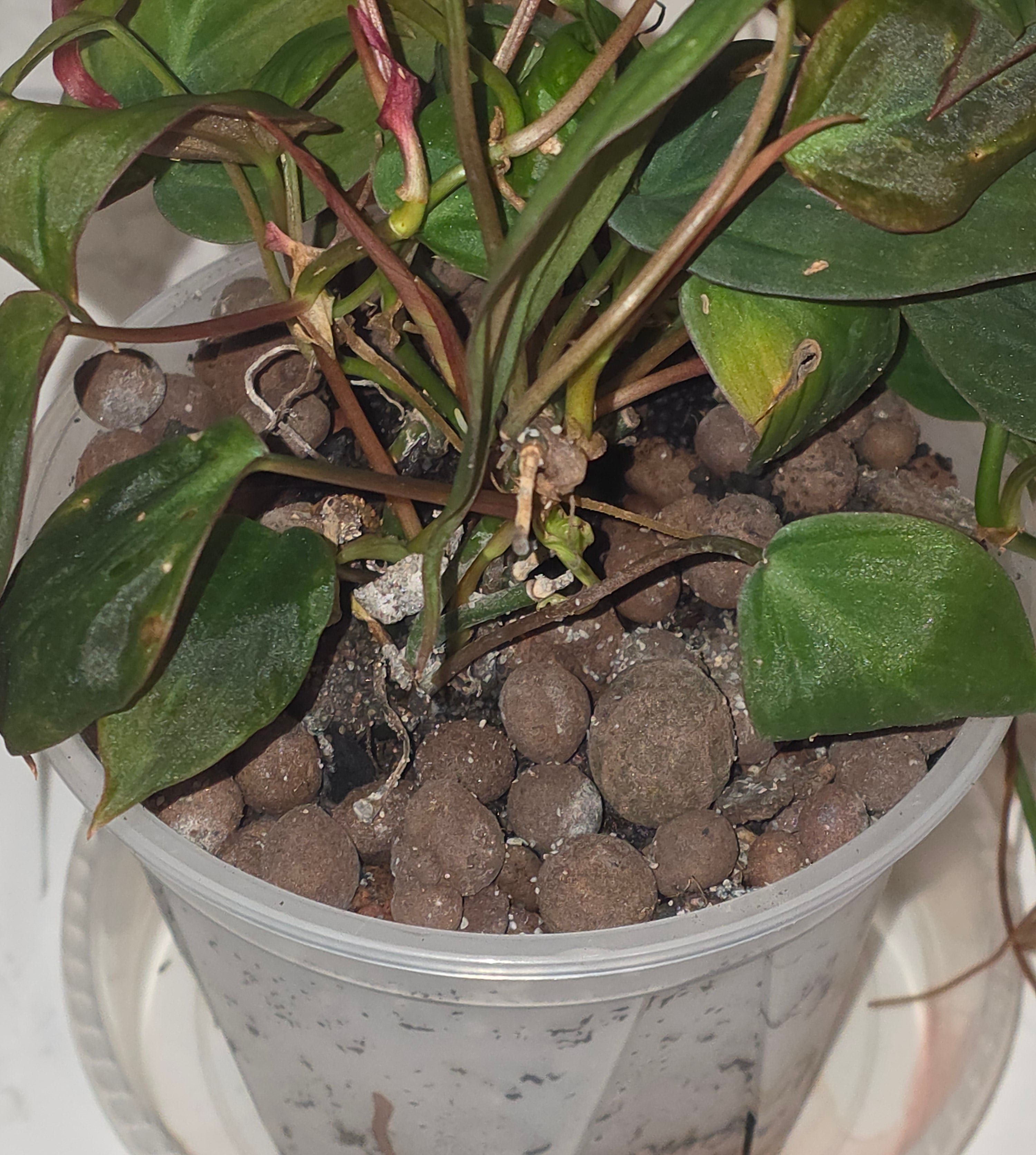 Philodendron Micans (velvet-leaf philodendron)