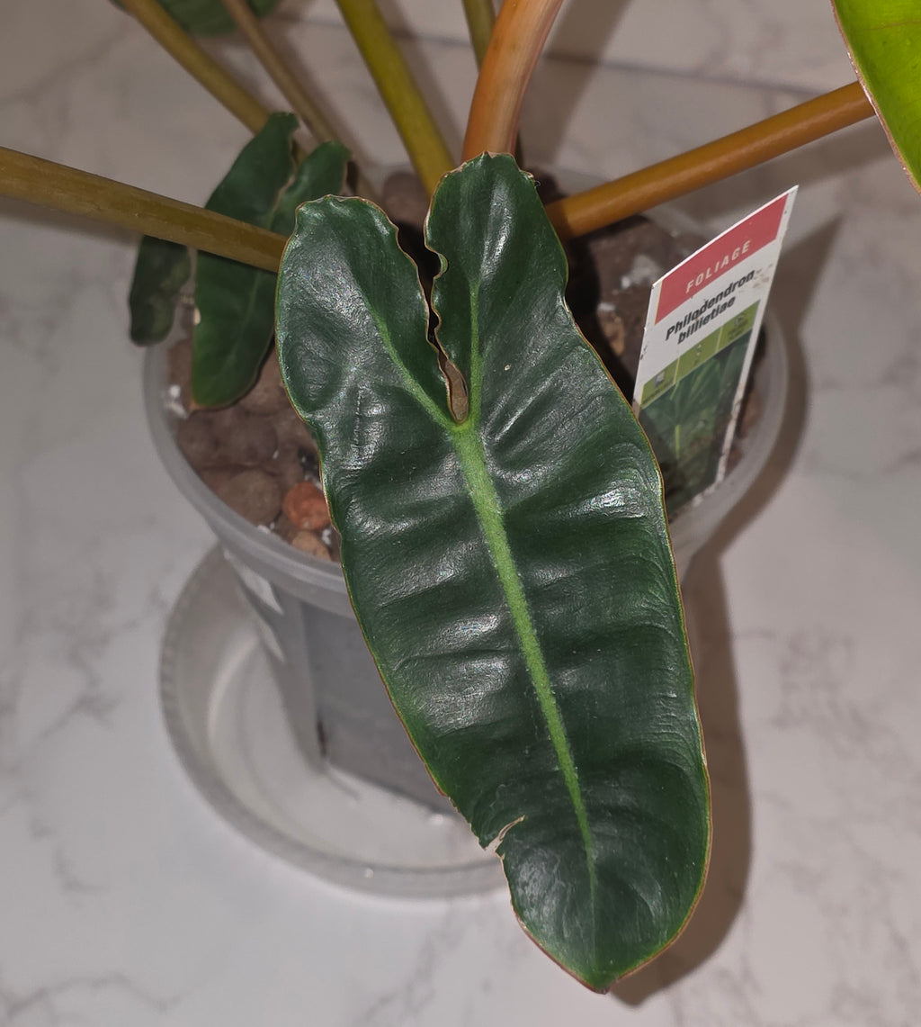 Philodendron Billietiae
