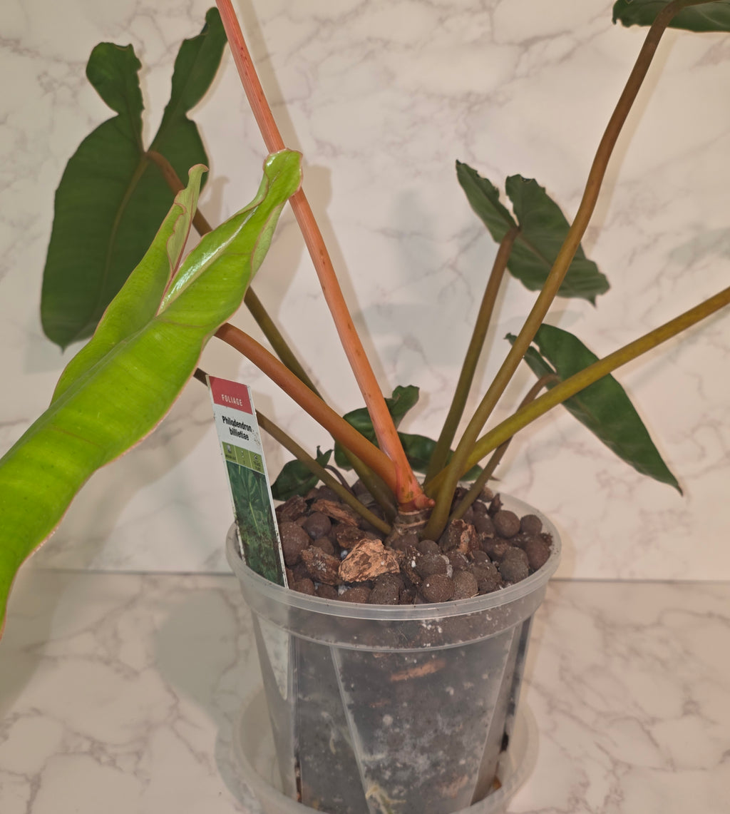 Philodendron Billietiae