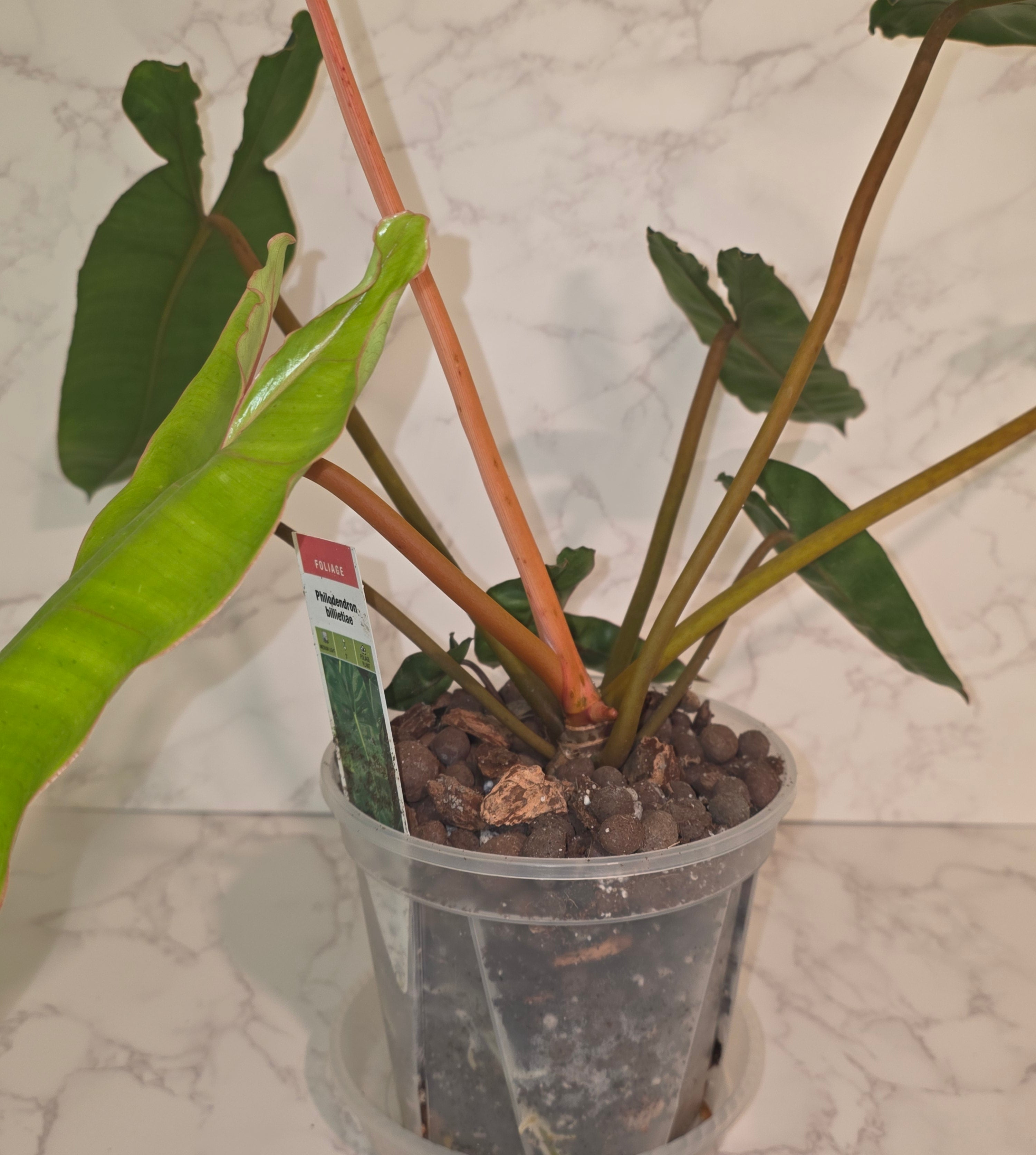 Philodendron Billietiae