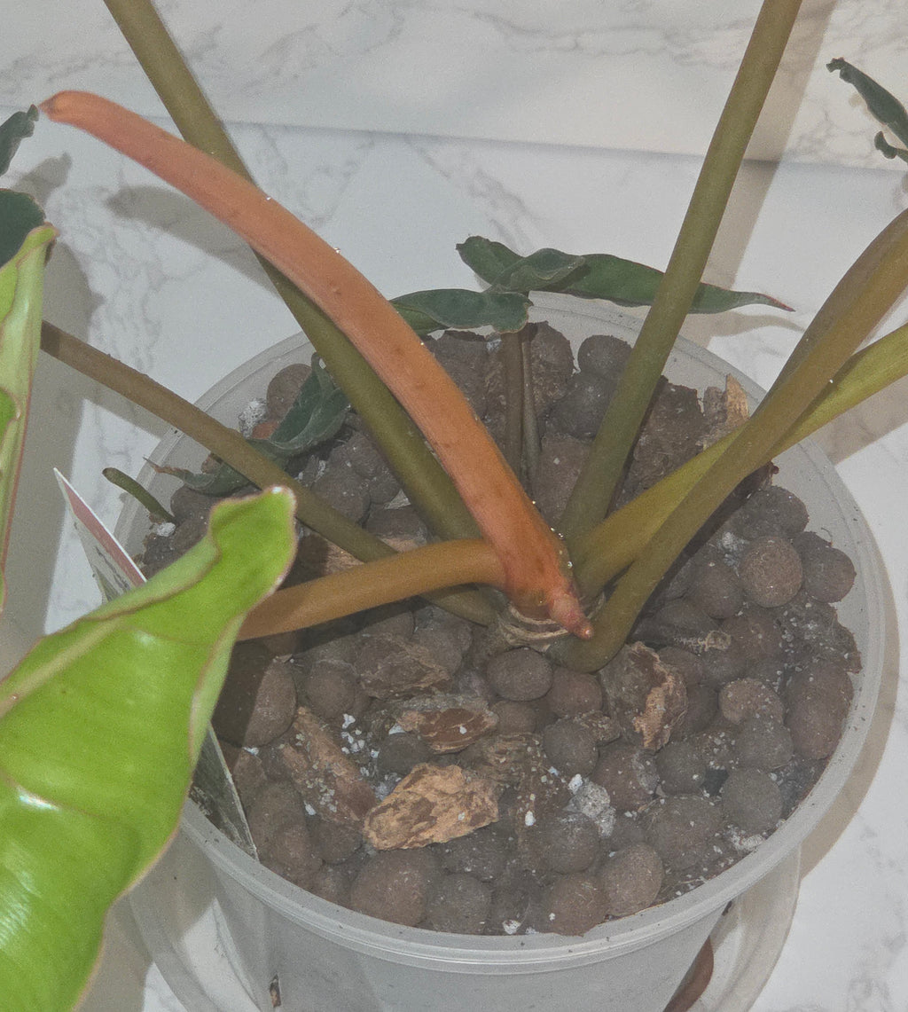 Philodendron Billietiae