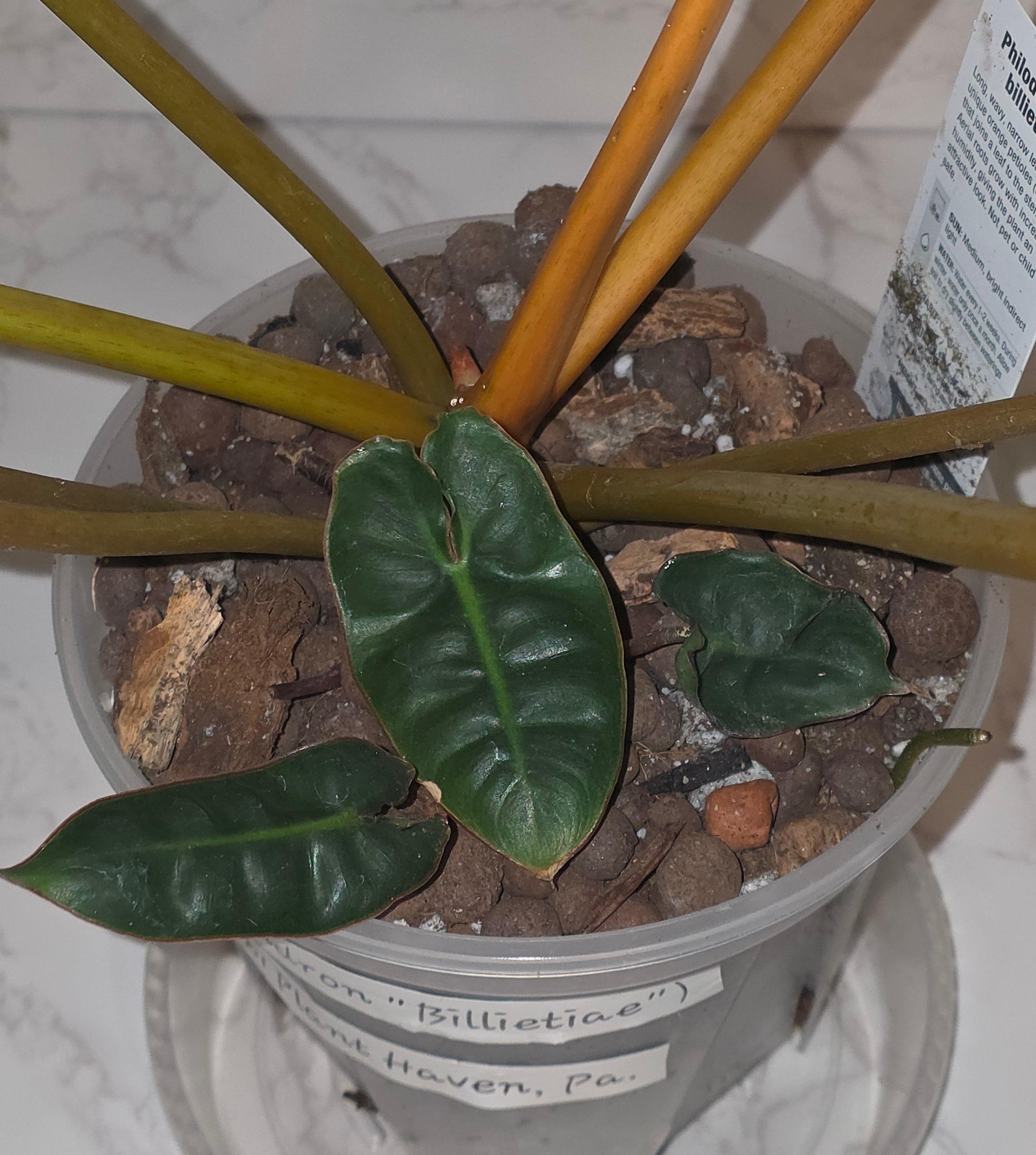 Philodendron Billietiae