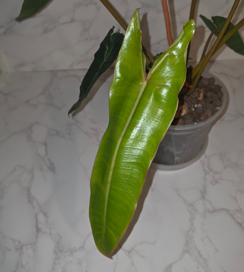 Philodendron Billietiae