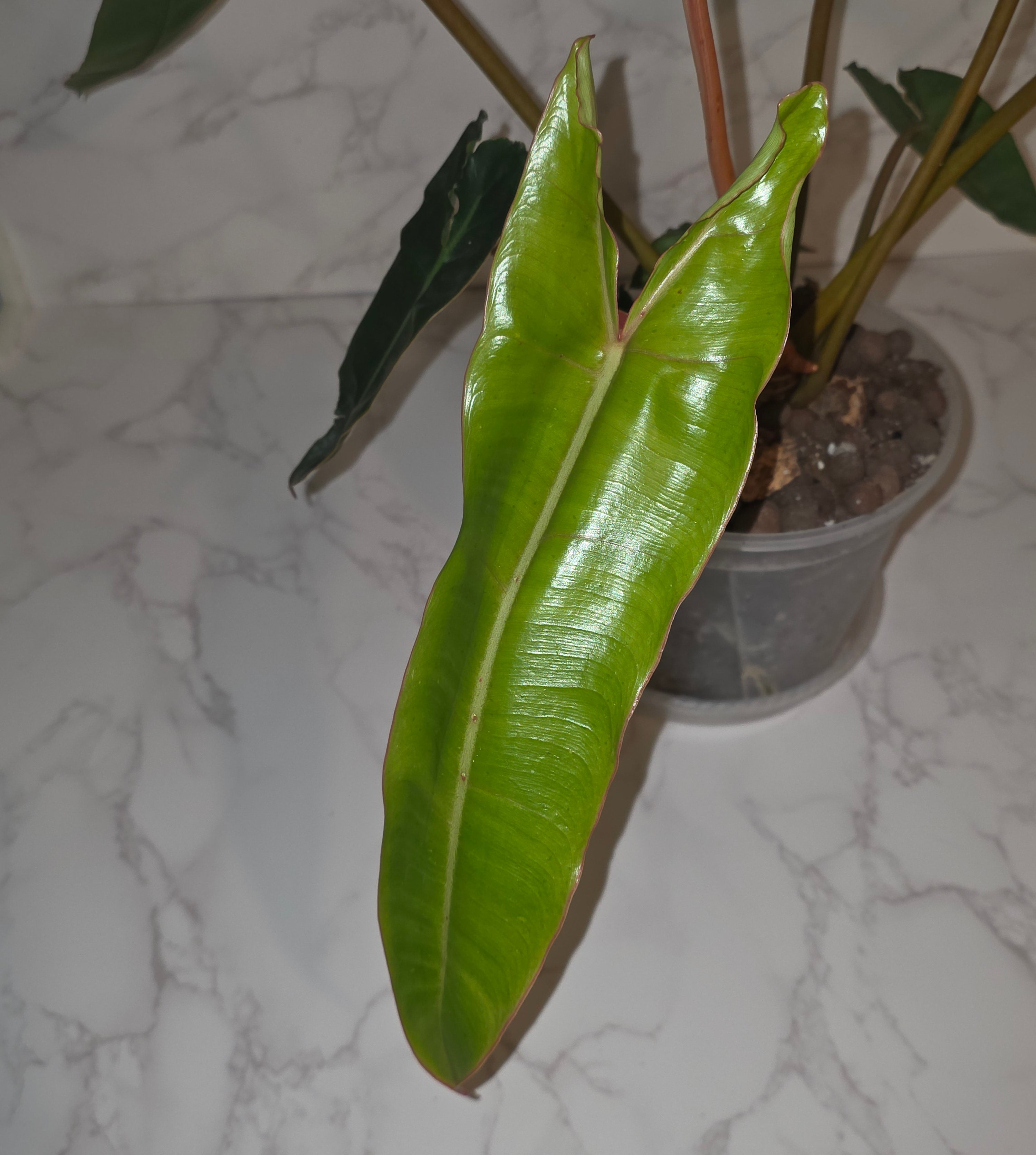 Philodendron Billietiae