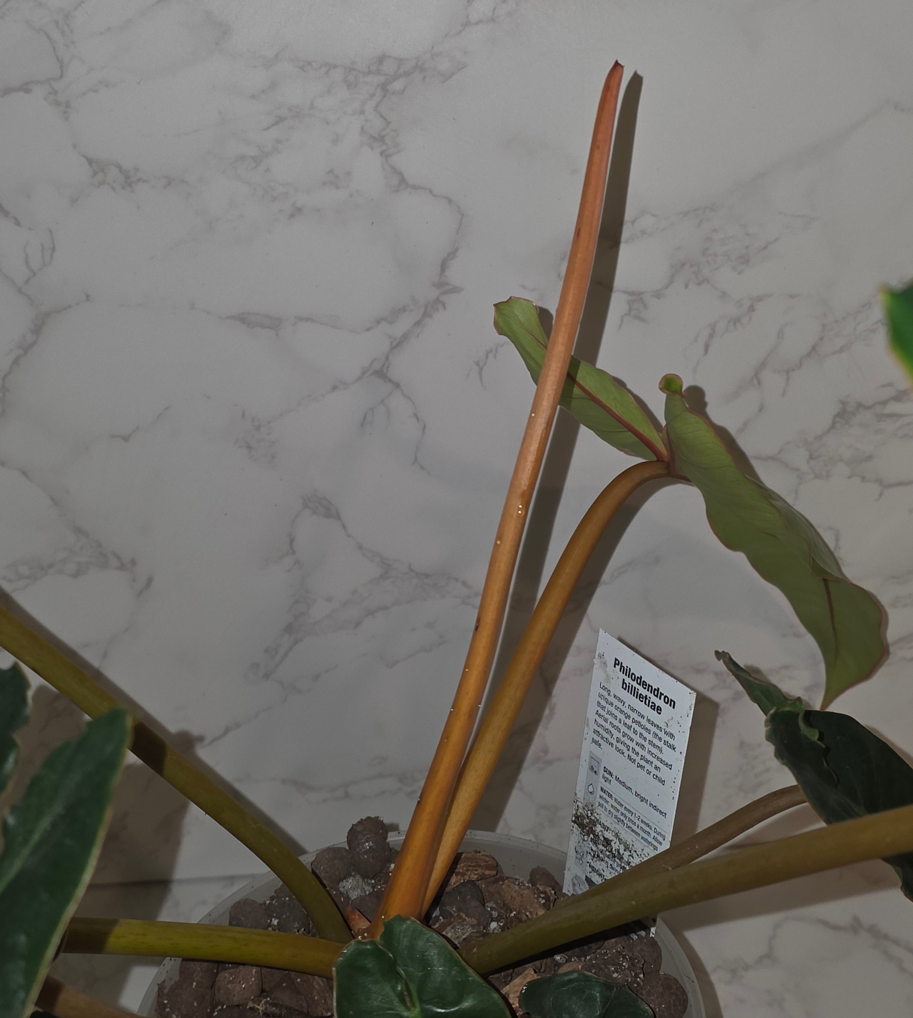 Philodendron Billietiae