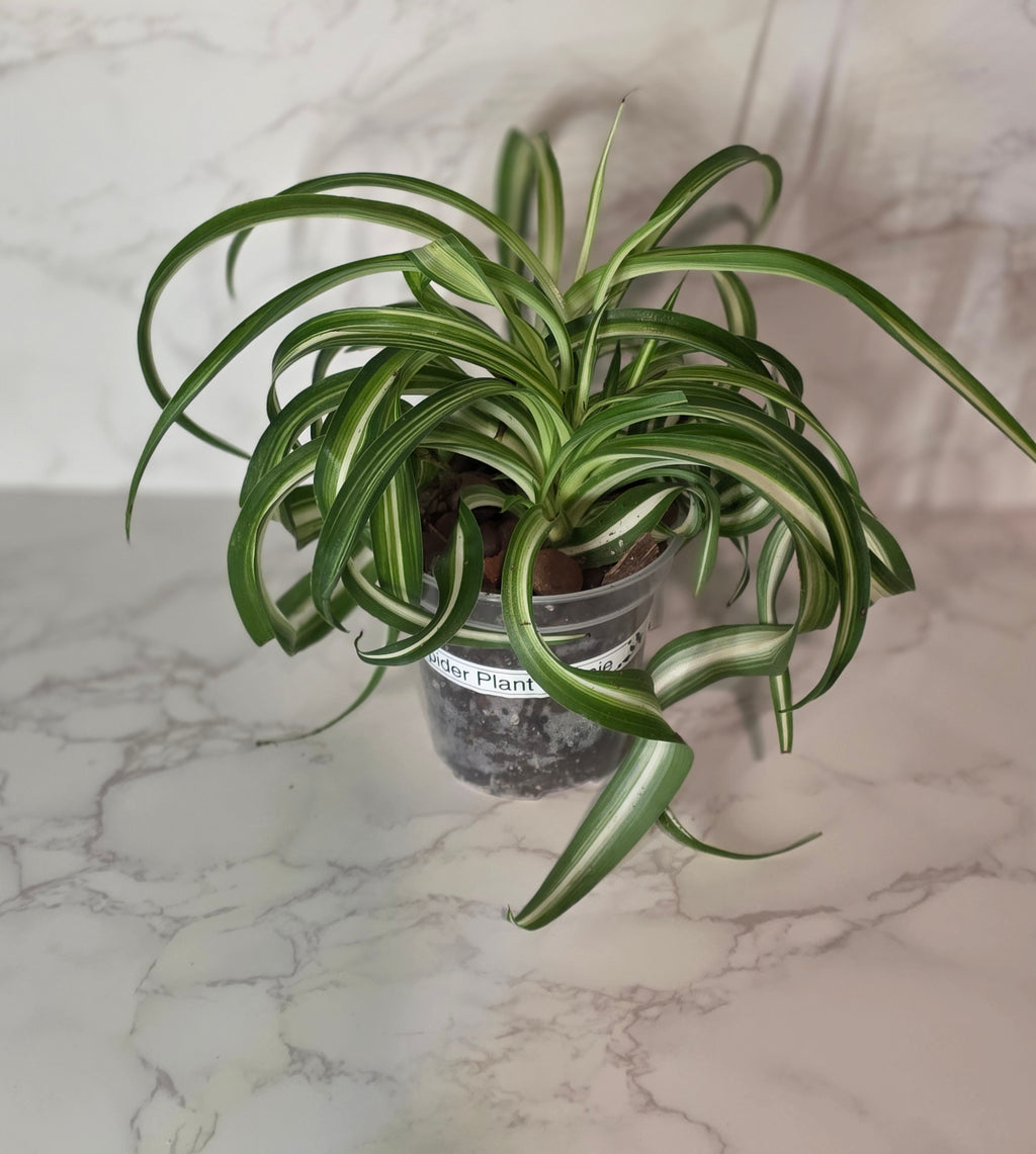 Spider Plant "Bonnie" "Curly Spider Plant" (Chlorophytum comosum)