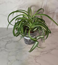 Spider Plant "Bonnie" "Curly Spider Plant" (Chlorophytum comosum)