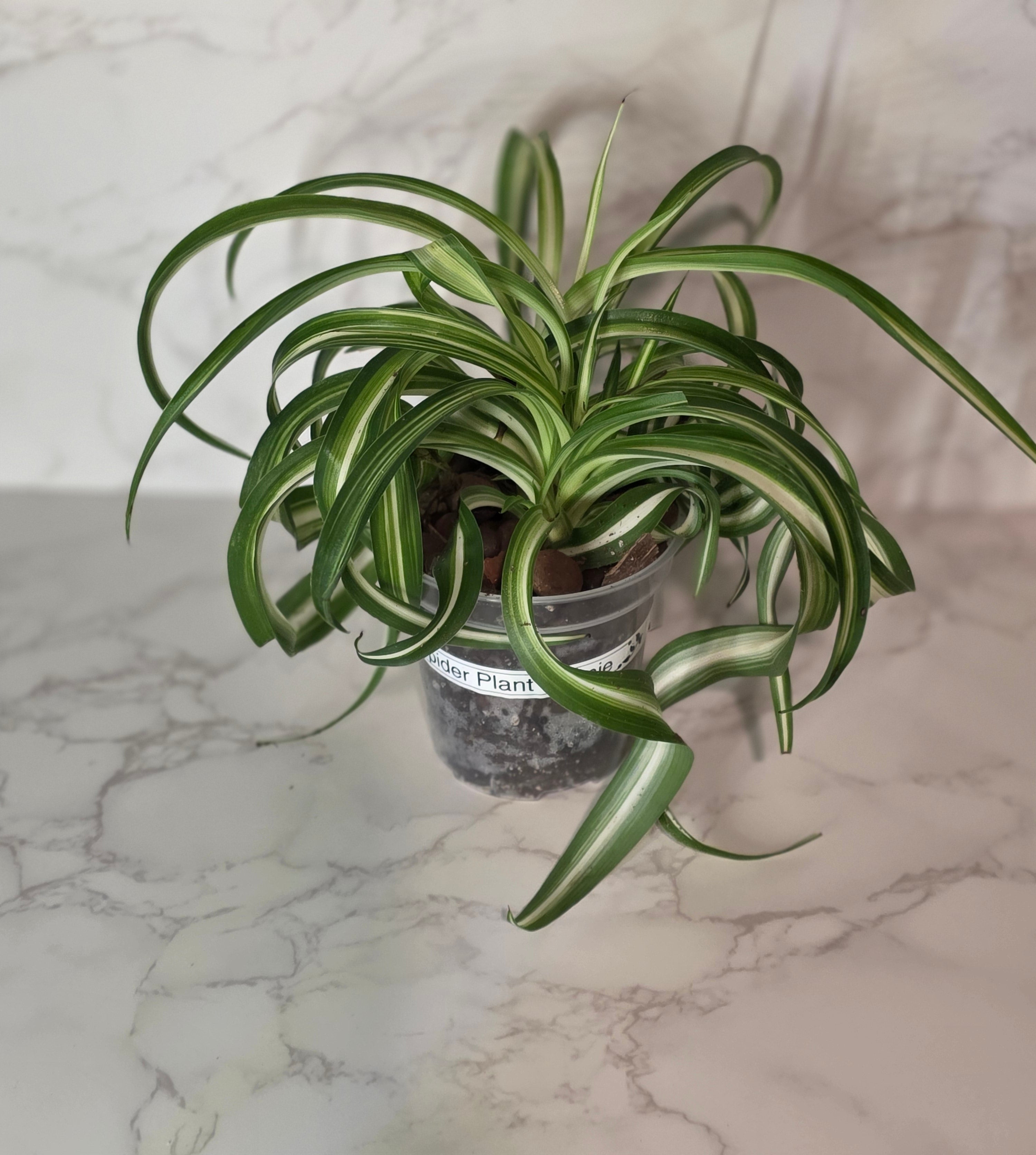 Spider Plant "Bonnie" "Curly Spider Plant" (Chlorophytum comosum)