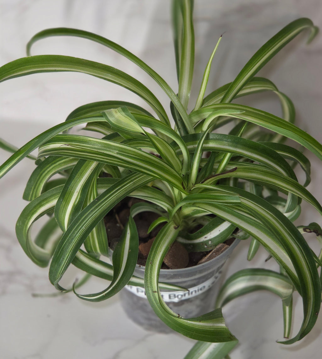 Spider Plant "Bonnie" "Curly Spider Plant" (Chlorophytum comosum)