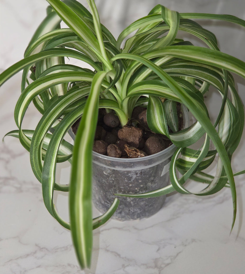Spider Plant "Bonnie" "Curly Spider Plant" (Chlorophytum comosum)