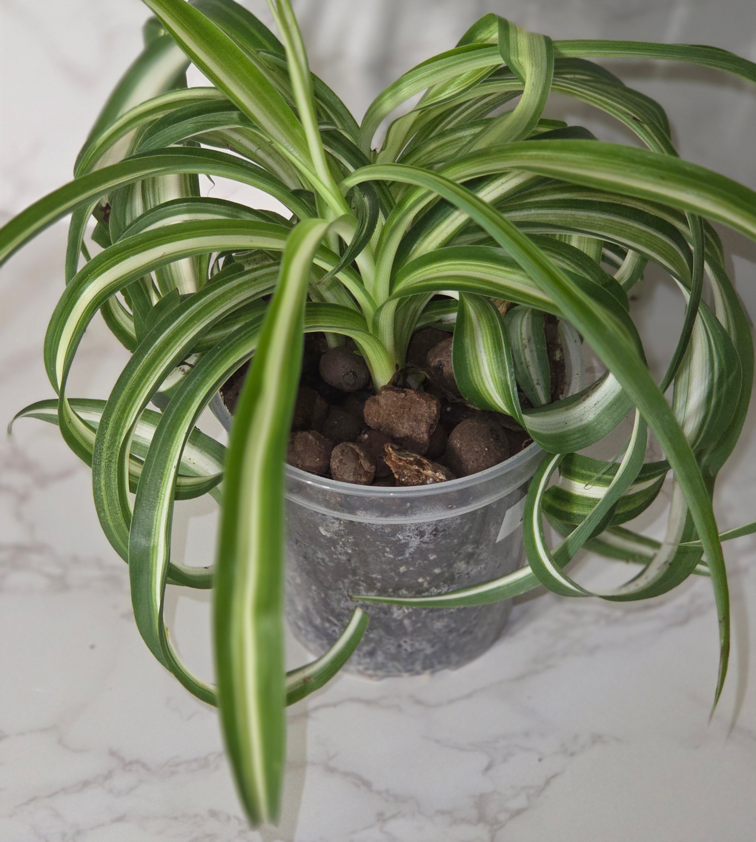 Spider Plant "Bonnie" "Curly Spider Plant" (Chlorophytum comosum)