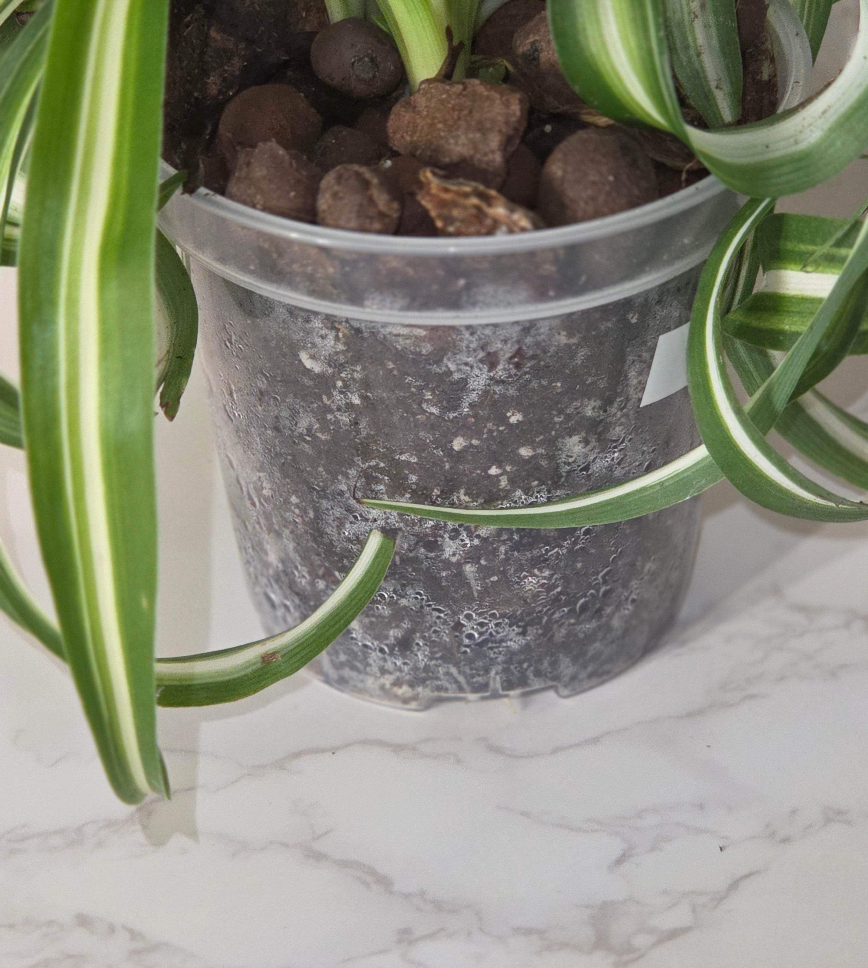 Spider Plant "Bonnie" "Curly Spider Plant" (Chlorophytum comosum)