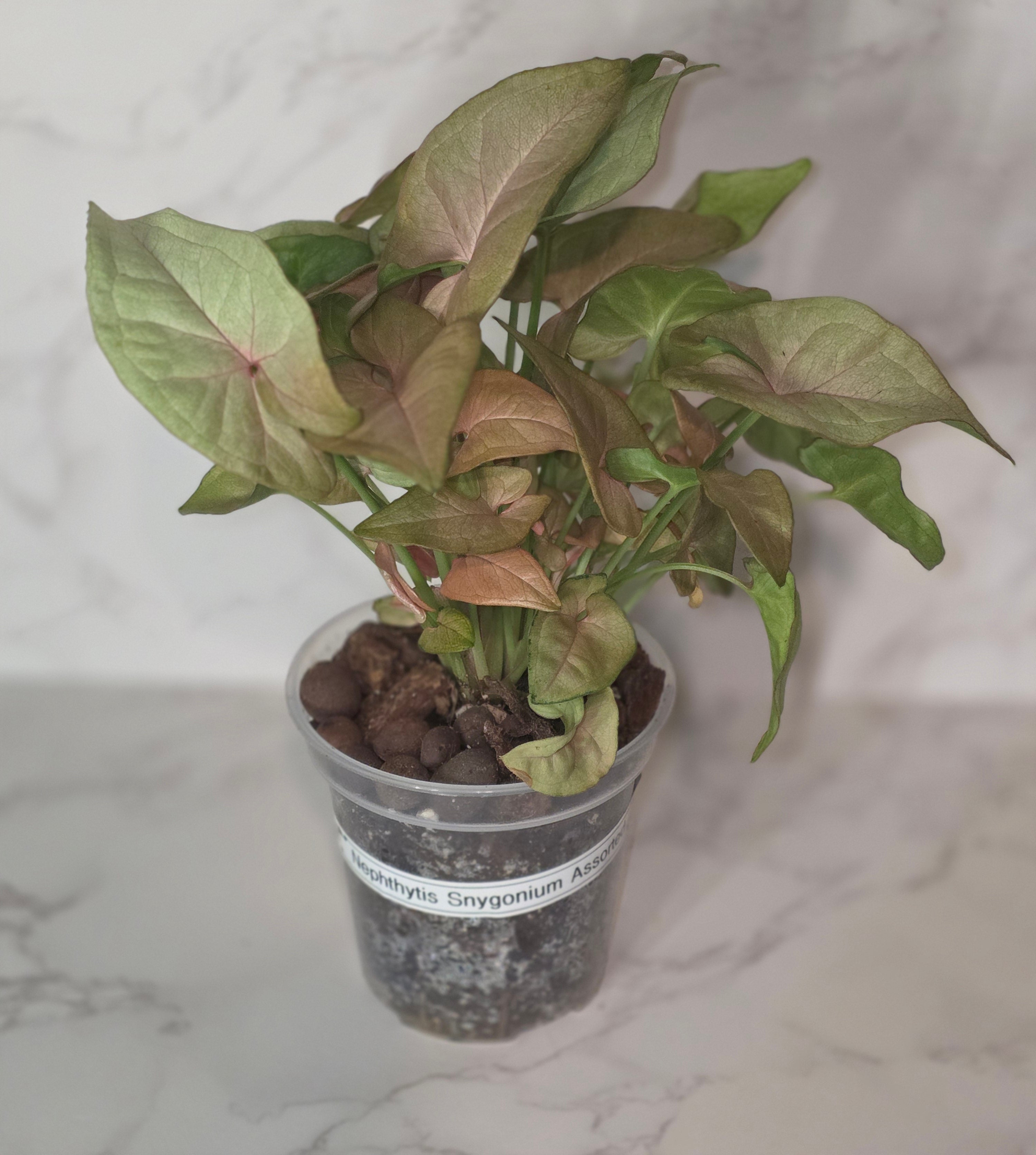 Syngonium Neon Robusta (Pink Syngonium)