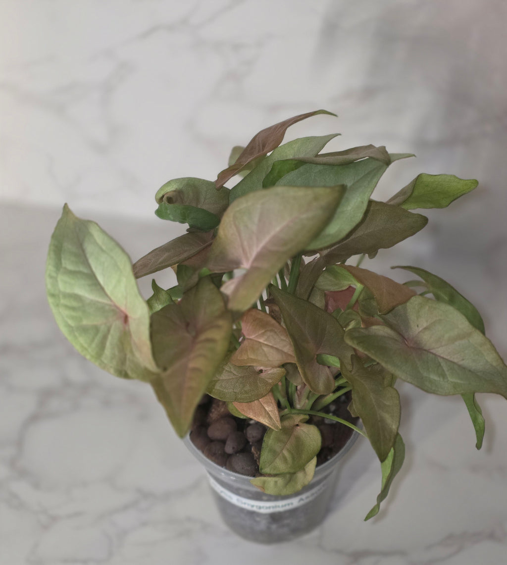 Syngonium Neon Robusta (Pink Syngonium)
