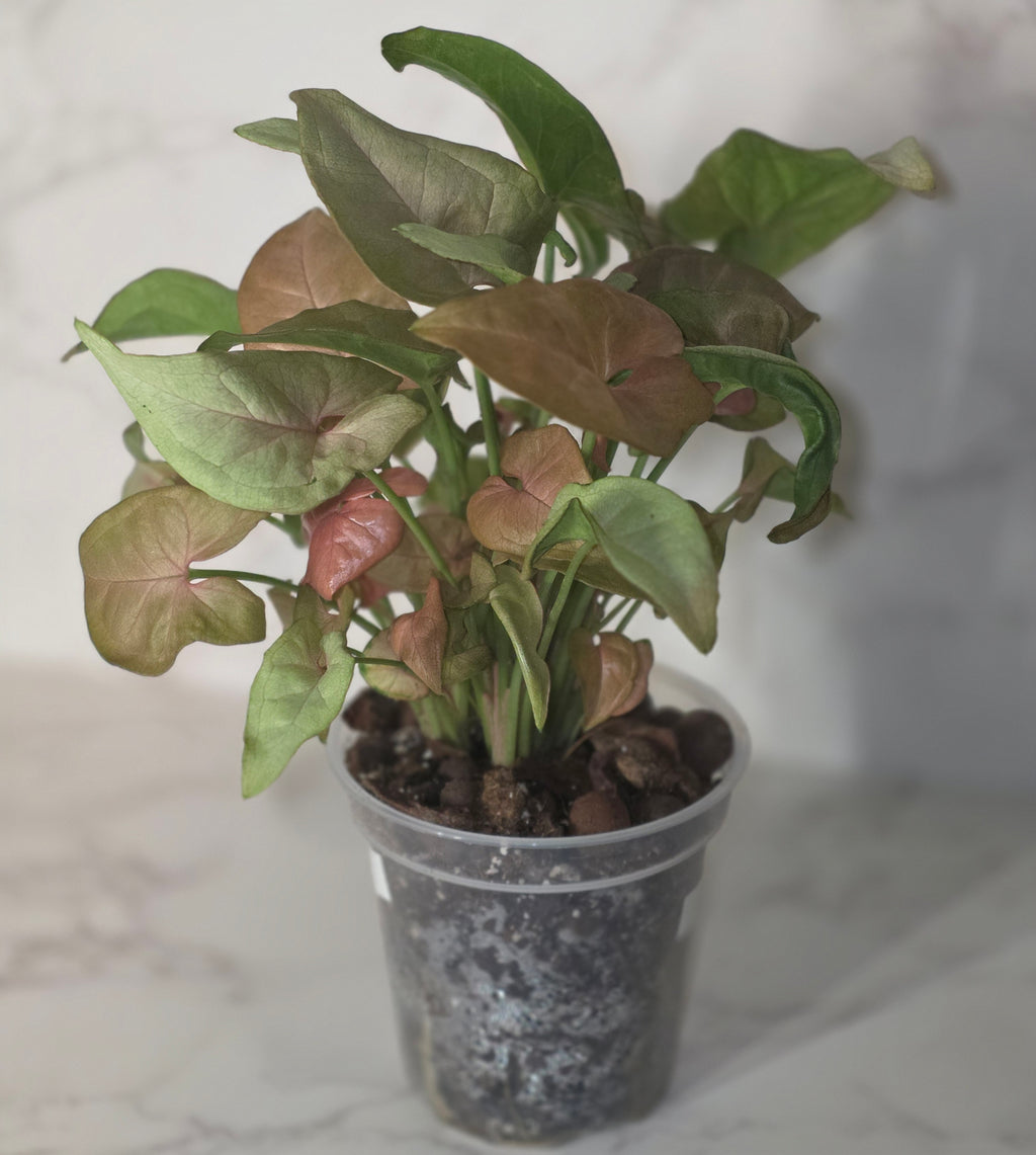 Syngonium Neon Robusta (Pink Syngonium)