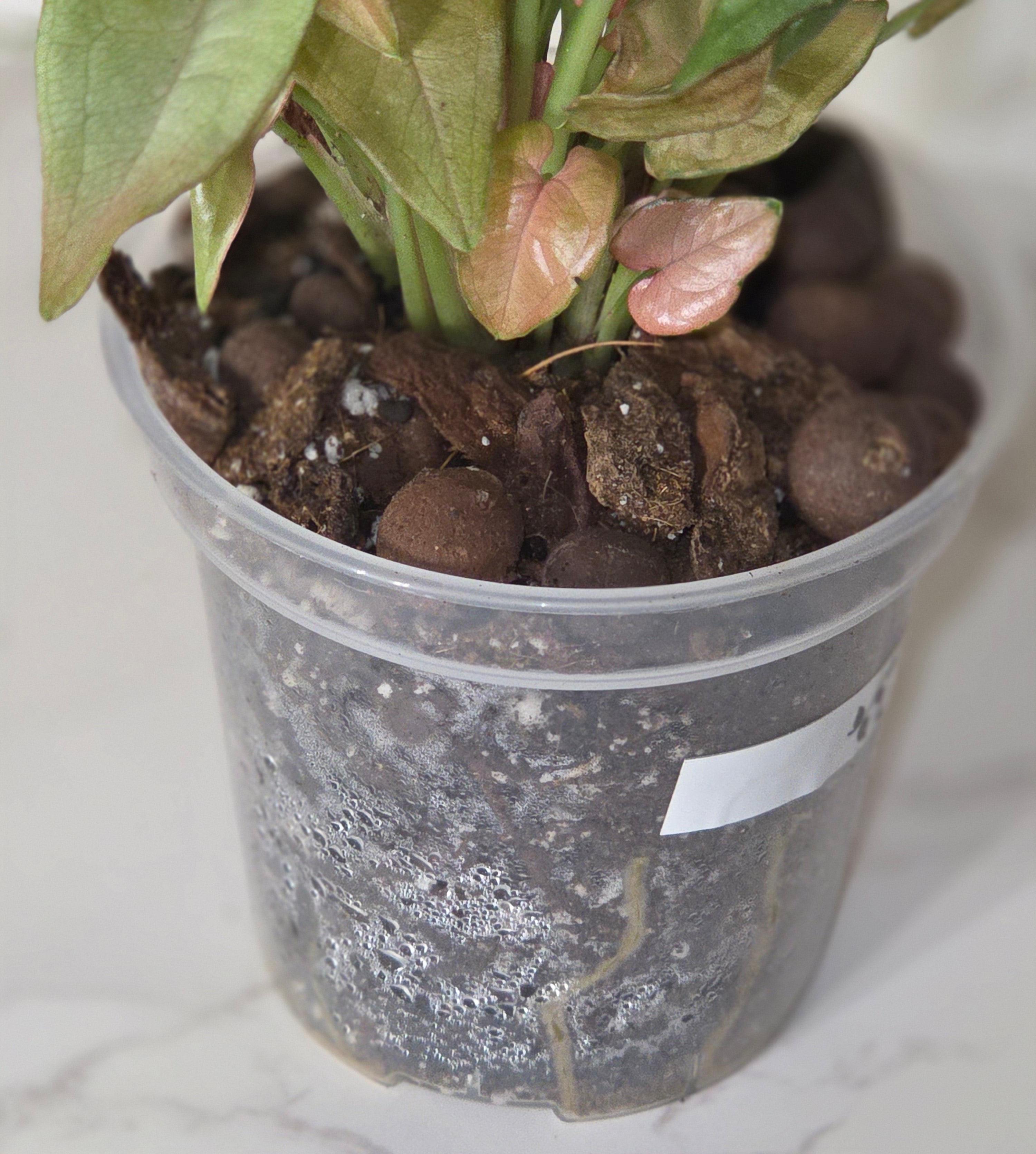 Syngonium Neon Robusta (Pink Syngonium)