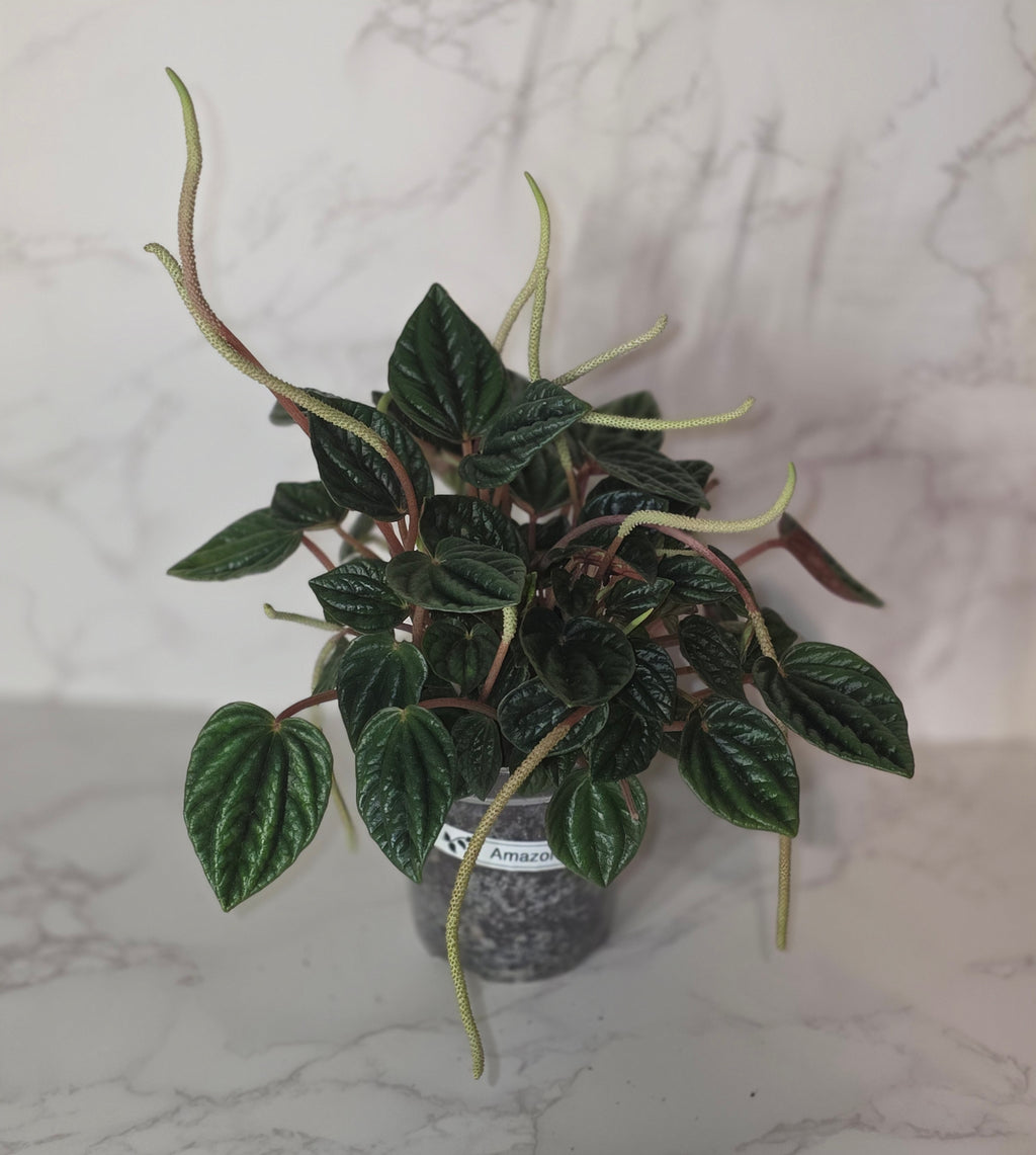 Peperomia ‘Amazonas’